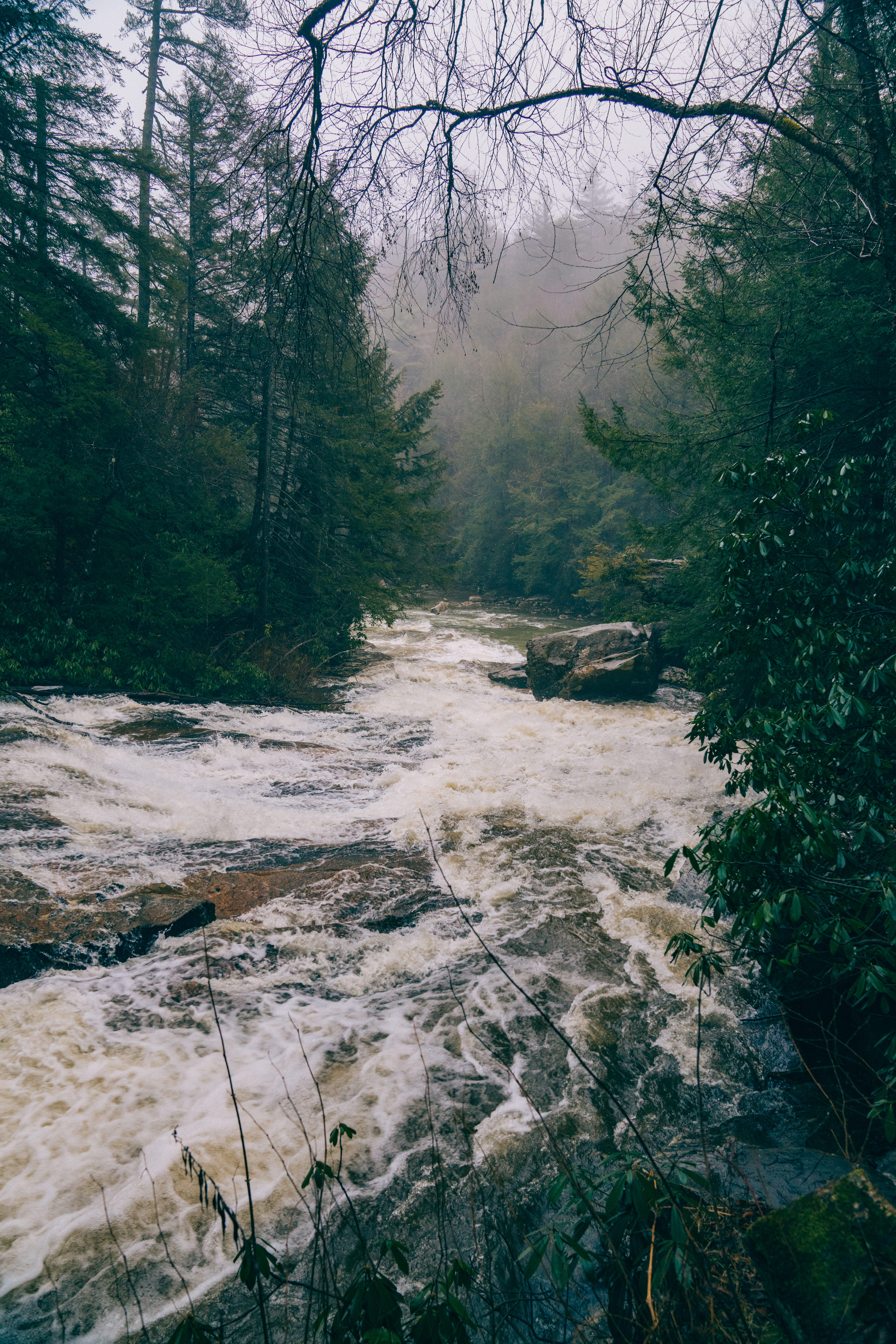 beauty in nature, remote, forest, river, scenics - nature, direction, swallow falls state park, tree, land, water, woodland, flowing, 8K, tranquility, Phone HD Wallpaper