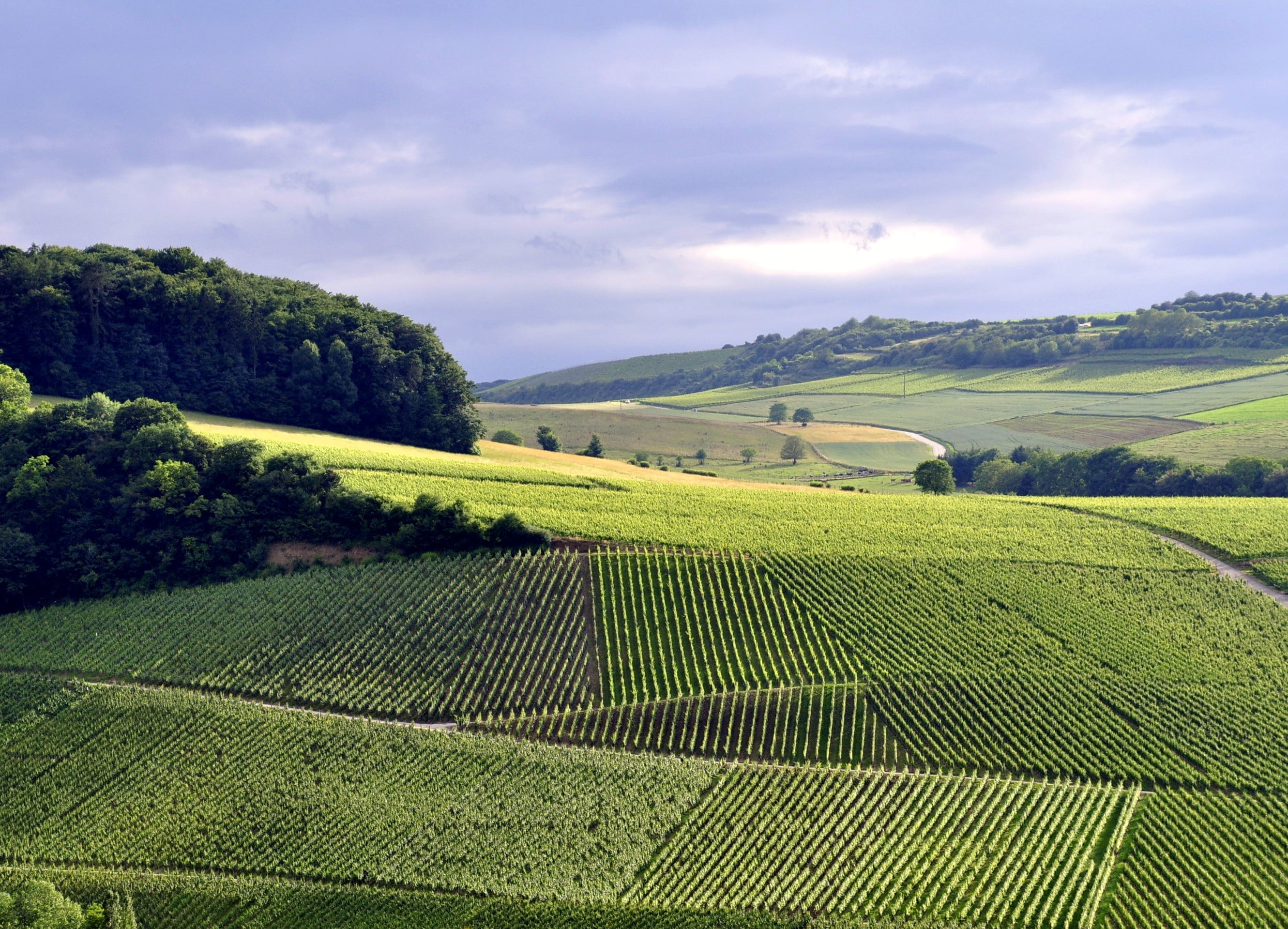 tree, landscape, cloud - sky, sky, day, scenics - nature, plant, green color, land, nature, rolling landscape, beauty in nature, environment, grapes, agriculture, HD Wallpaper