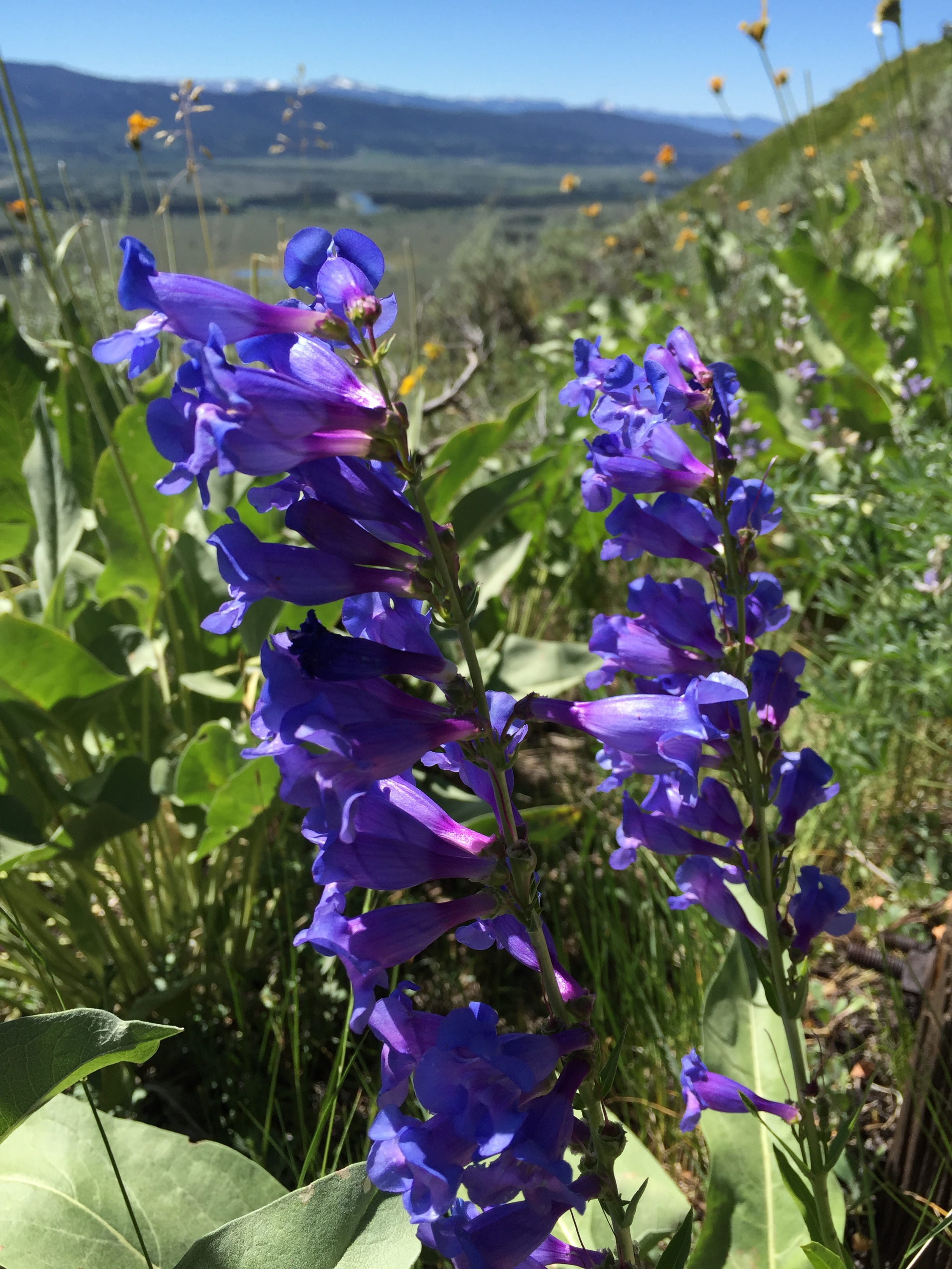 beauty in nature, outdoors, leaf, 2K, Blue, plant part, petal, national park, vulnerability, blue penstemon, no people, plant, Penstemon, flowering plant, Phone HD Wallpaper