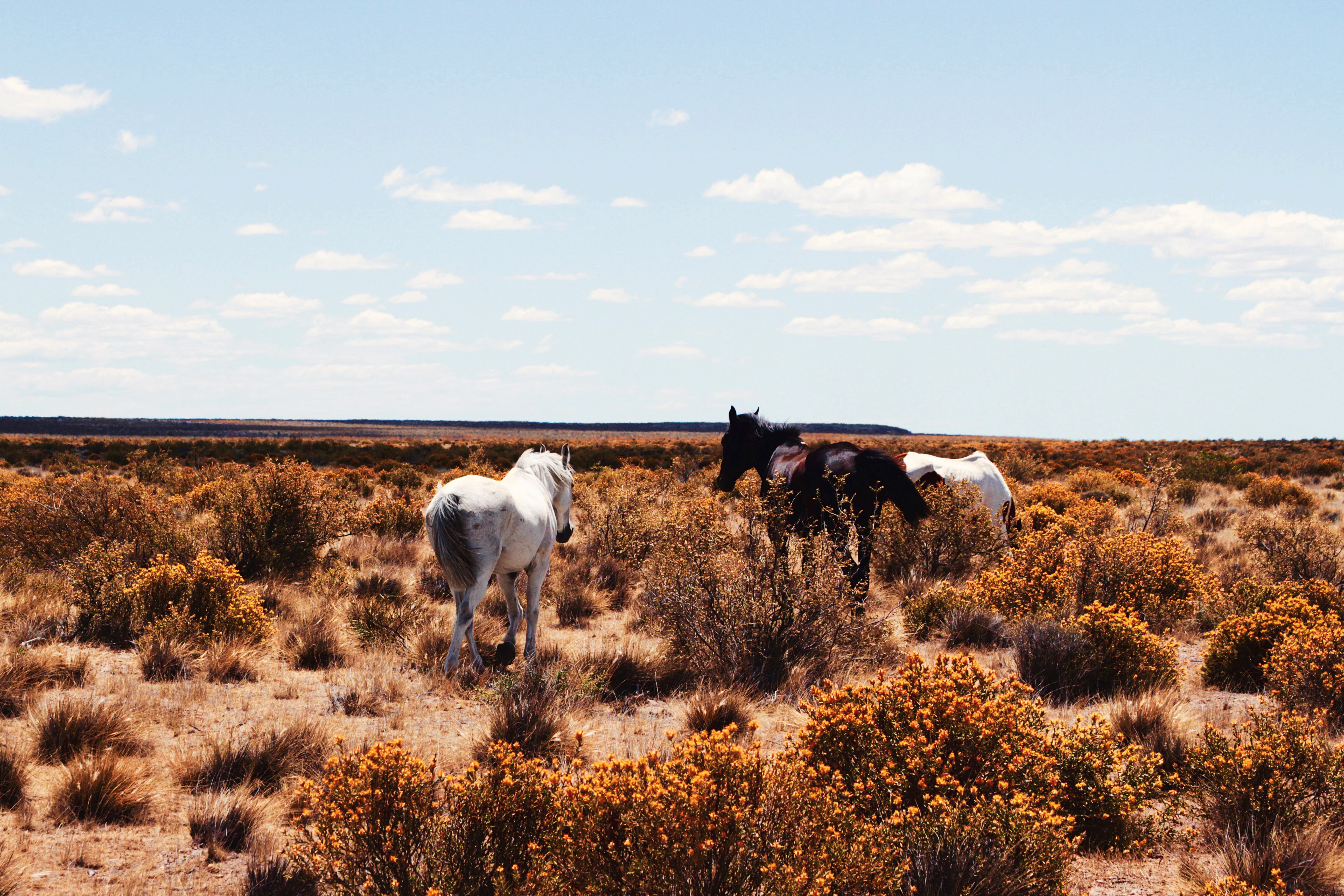 landscape, mammal, Pampas, scenics, sky, grasses, field, no People, pets, environment, animal, shrubs, domestic, plant, land, domestic animals, group of animals, HD Wallpaper