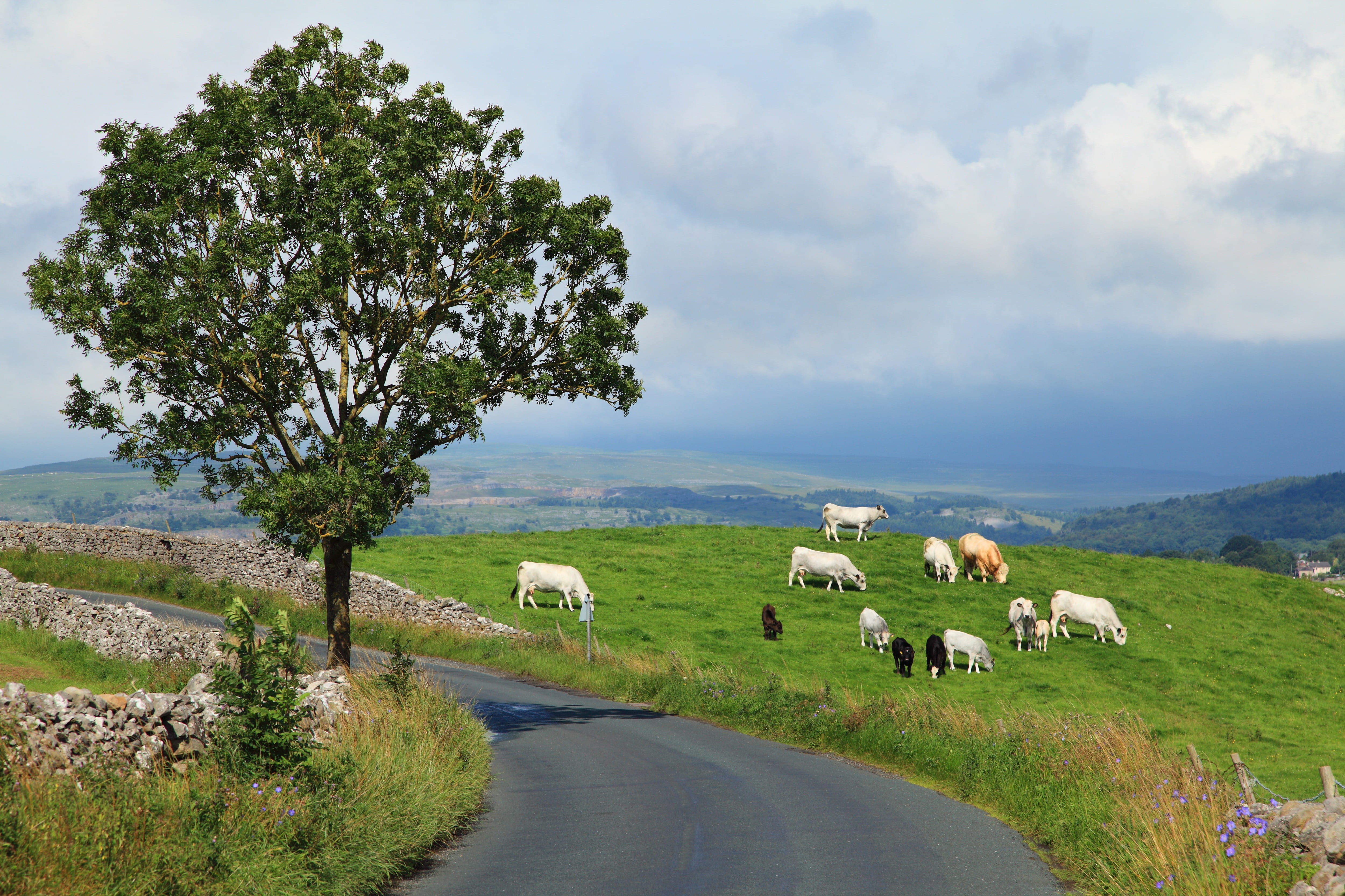 animal, pets, hillside, cows, public domain, pasture, livestock, non-Urban Scene, no People, hills, road, hill, domestic animals, images, domestic, farm, HD Wallpaper