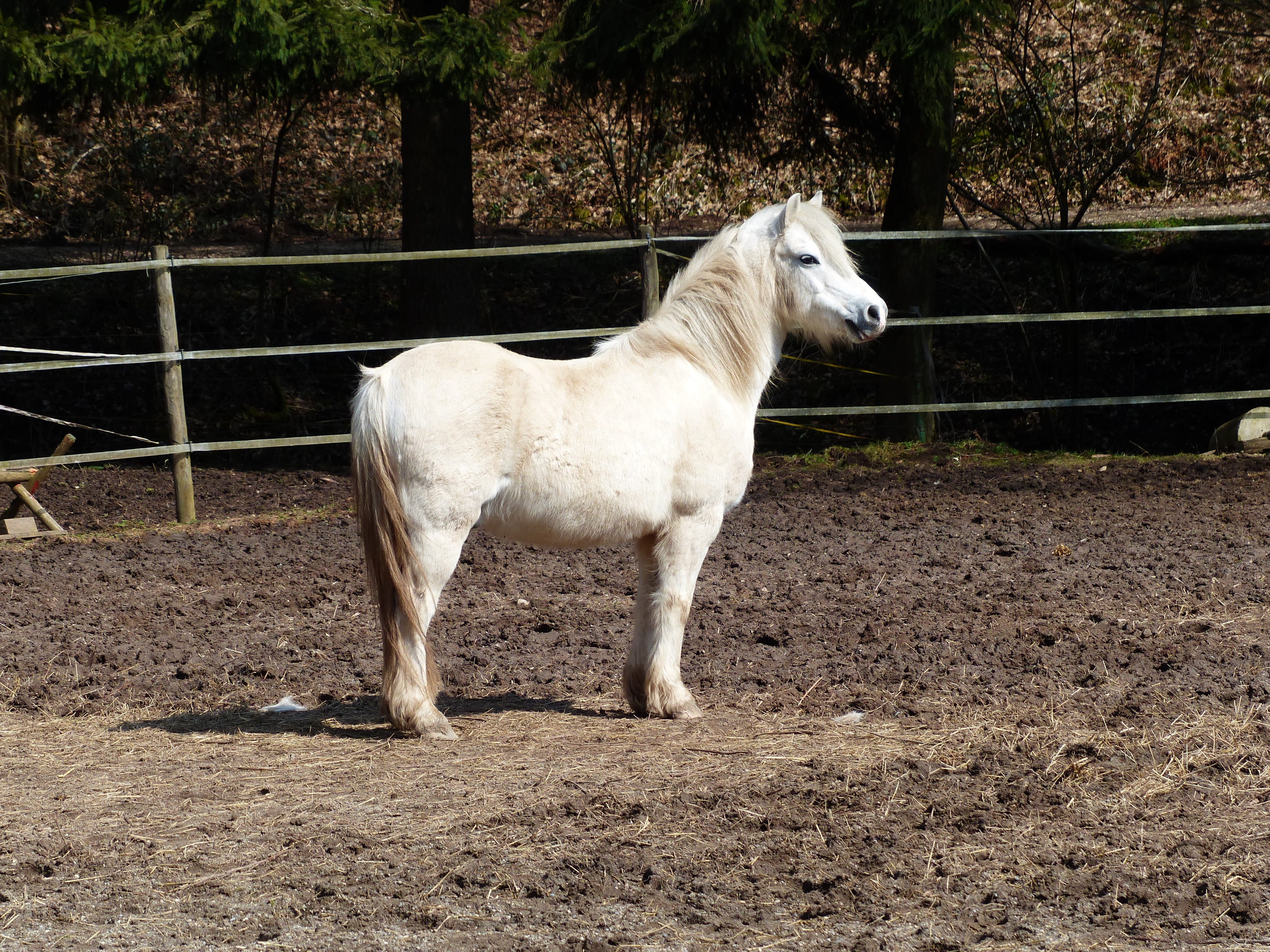 barrier, white, animals And Pets, one animal, ranch, horse riding ponyrasse, pets, vertebrate, small horse breed, outdoors, day, soil, farm, white color, HD Wallpaper