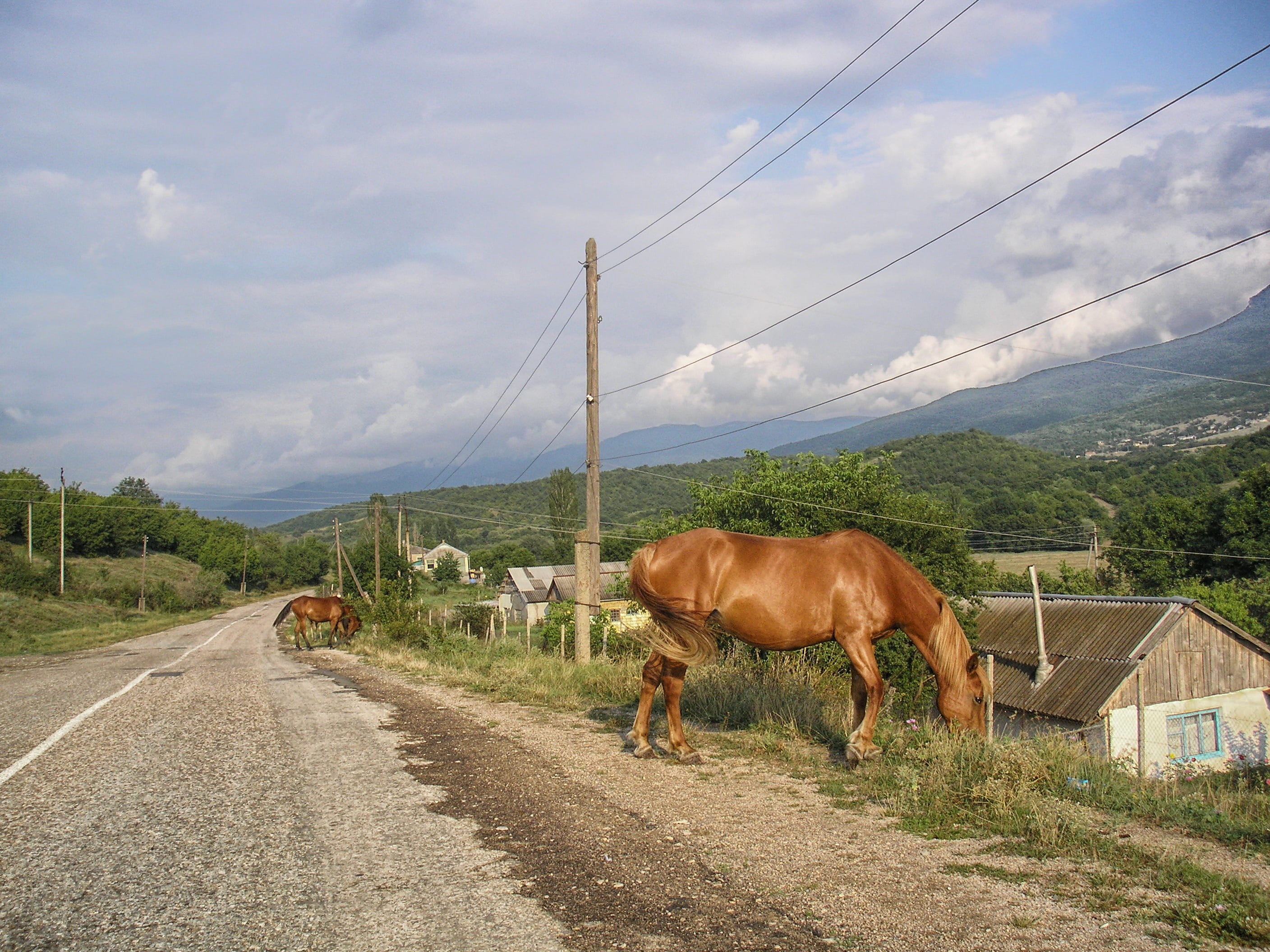 cloud - sky, valley, horse, electricity, nature, domestic, country, eating, herbivorous, summer, 2K, trees, scenic, animal themes, pasture, one animal, HD Wallpaper