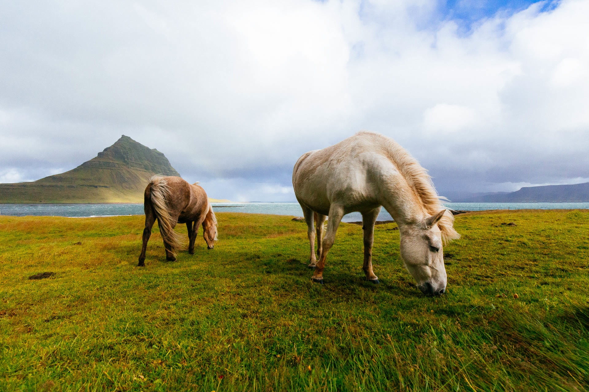 public domain, rural Scene, 1080P, domestic, scenics, grass, sheep, scenic, Iceland, sky, livestock, nature, animal themes, hill, farm, plant, vertebrate, HD Wallpaper