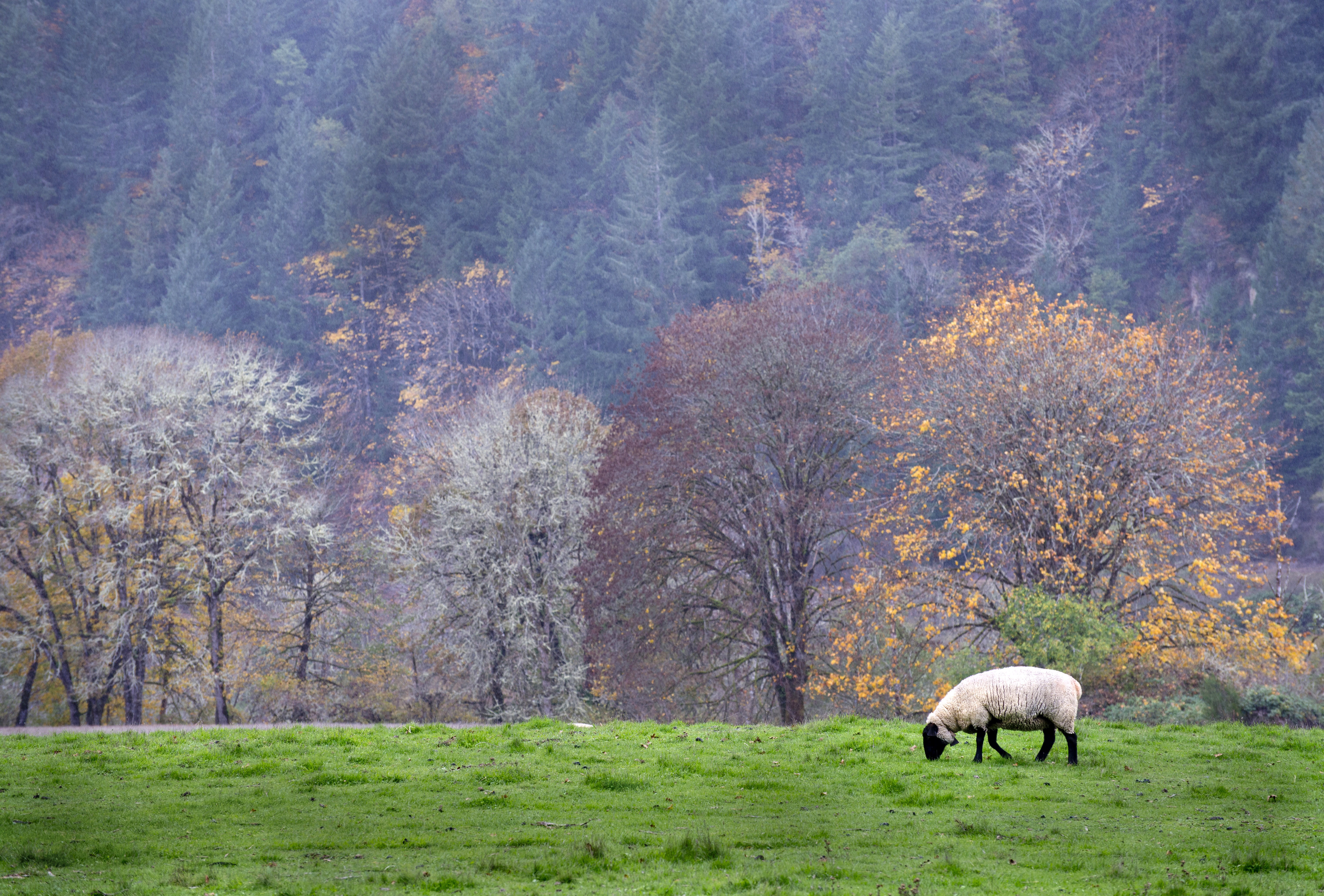 public domain, non-Urban Scene, autumn, landscape, livestock, tree, meadow, Pasture, Oregon, nature, no people, animal themes, grazing, one animal, photos, HD Wallpaper