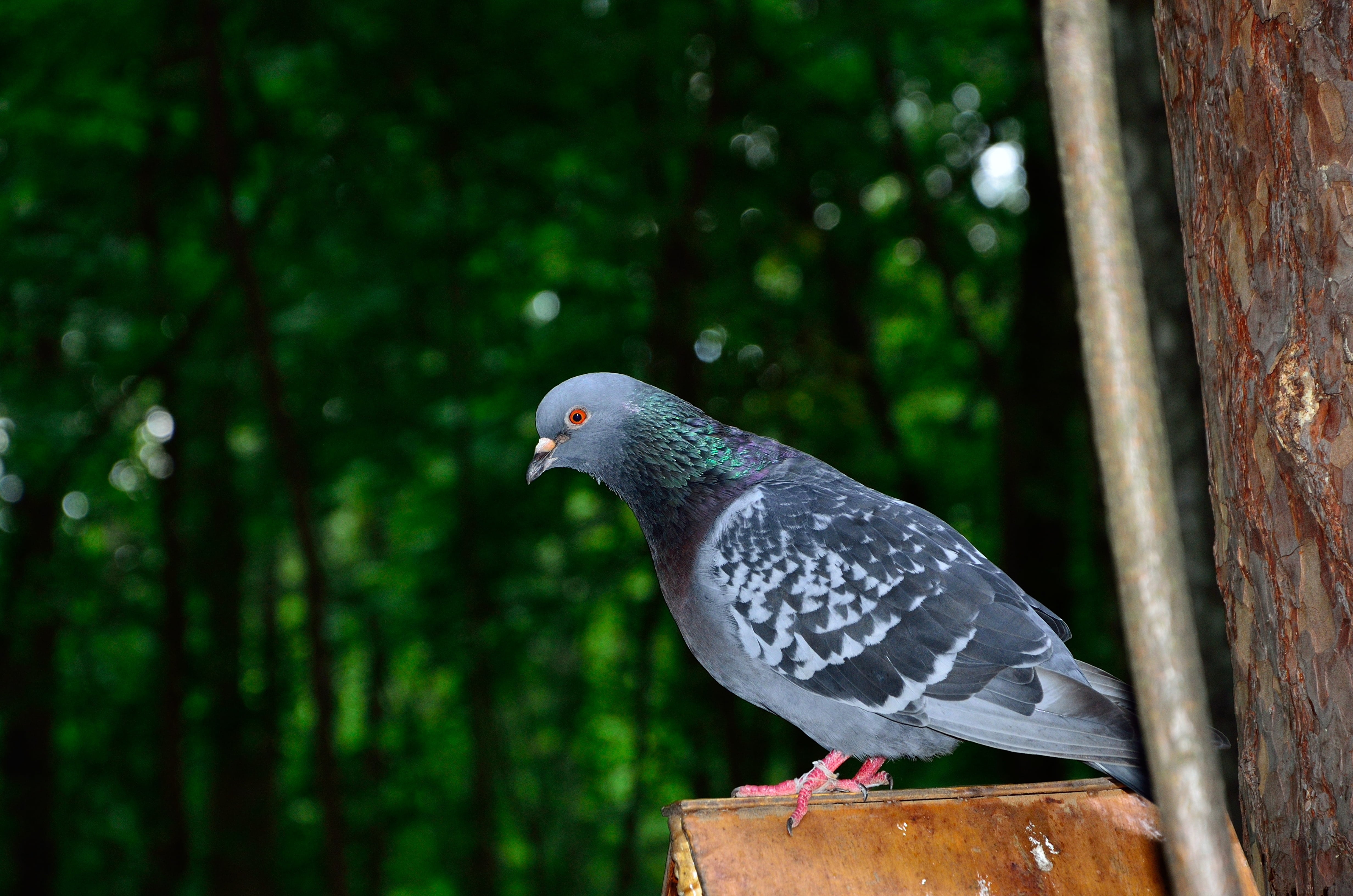 dove - bird, no people, day, wood - material, focus on foreground, one animal, perching, animal themes, side view, nature, 4K, animal, profile view, plant, HD Wallpaper