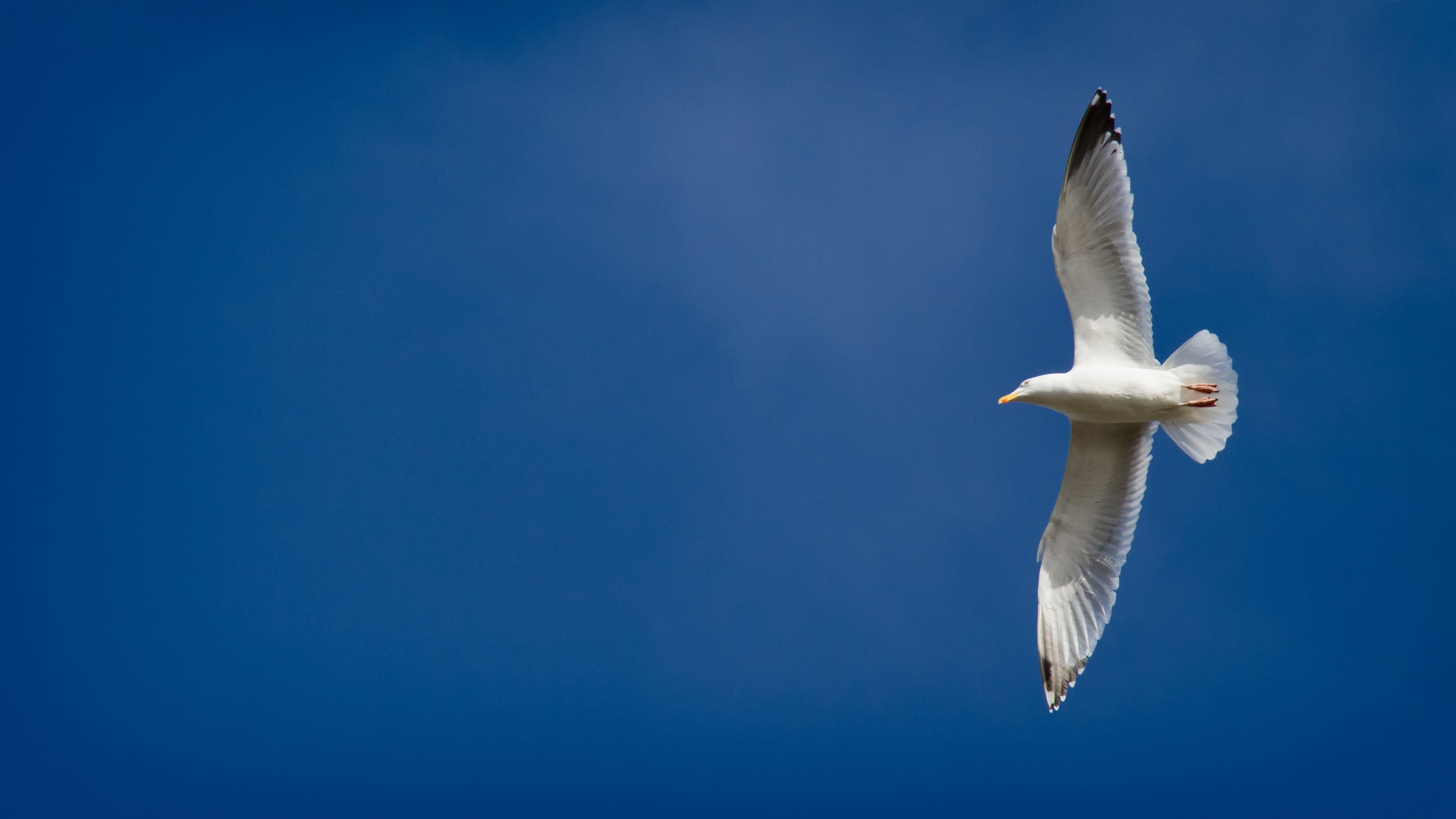 2K, animal wildlife, animal themes, animal Wing, spread wings, copy space, fly, low, white color, sky, vertebrate, seabird, daytime, day, flying, angle, HD Wallpaper