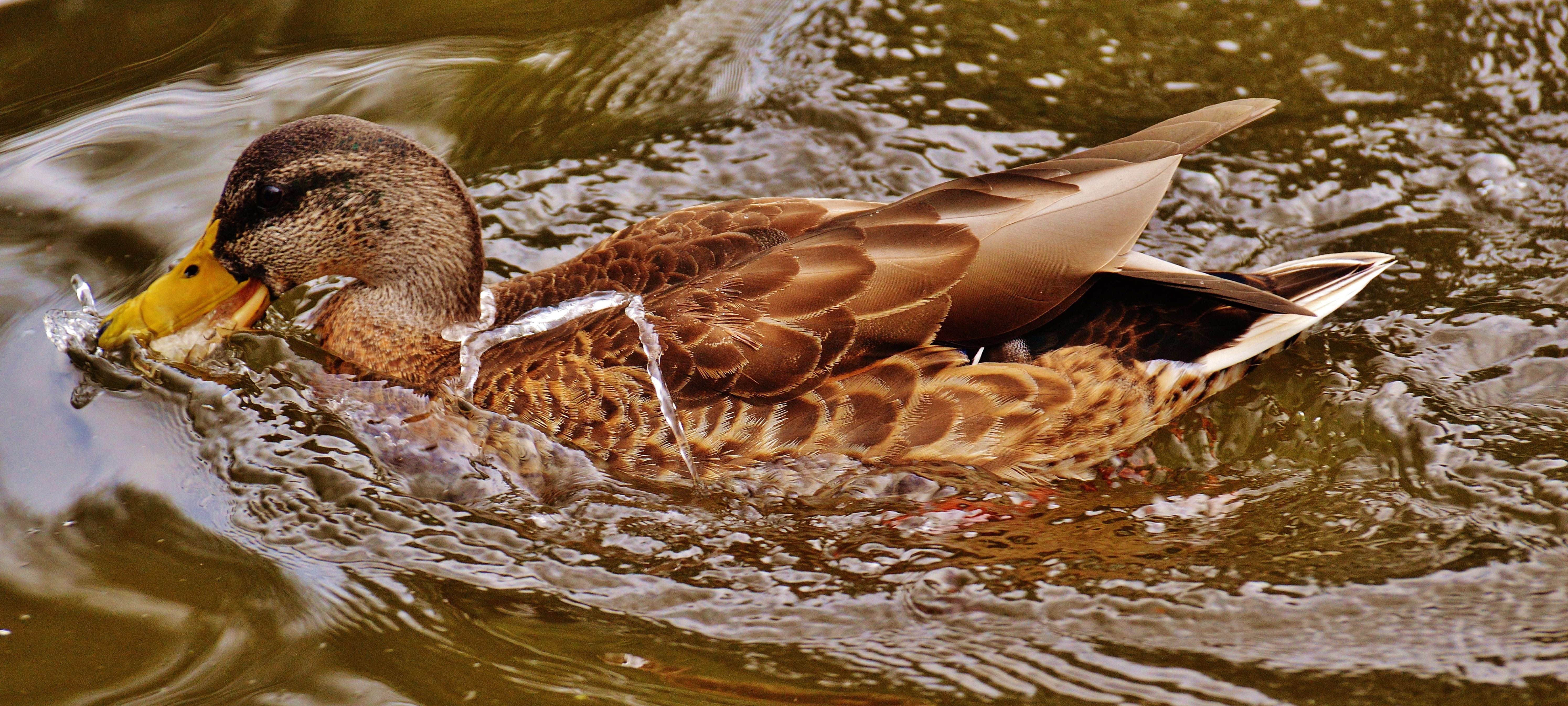 animal body part, waterfowl, animal wildlife, mallard, water bird, animal wing, water, day, flying, swimming, river, animal, duck, wild duck, motion, wild, HD Wallpaper