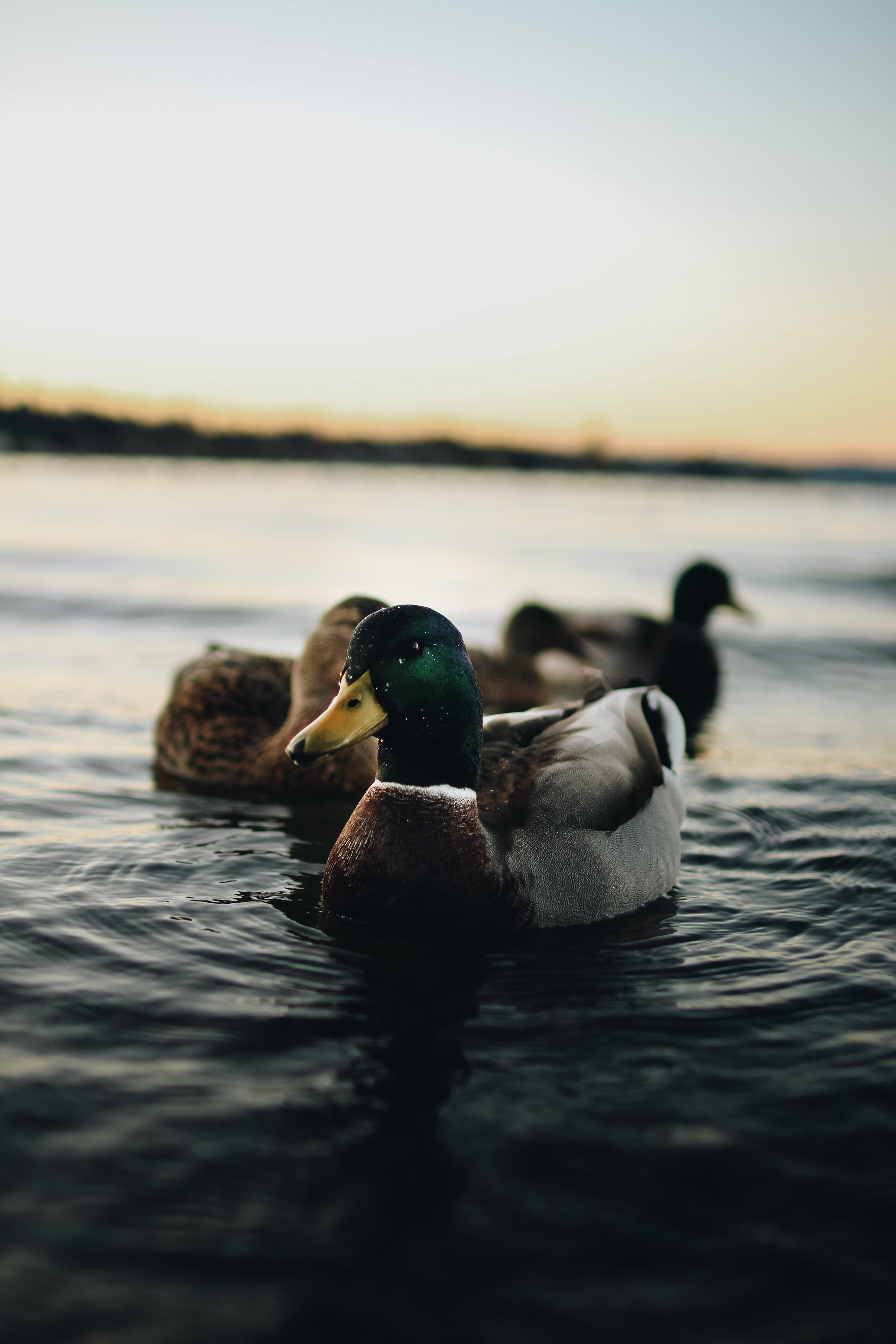 floating, beak, environment, moody, mallard, water, no people, waterfowl, drake, sky, swimming, wildlife, lake, vertebrate, river, poultry, plumage, beauty in nature, Phone HD Wallpaper