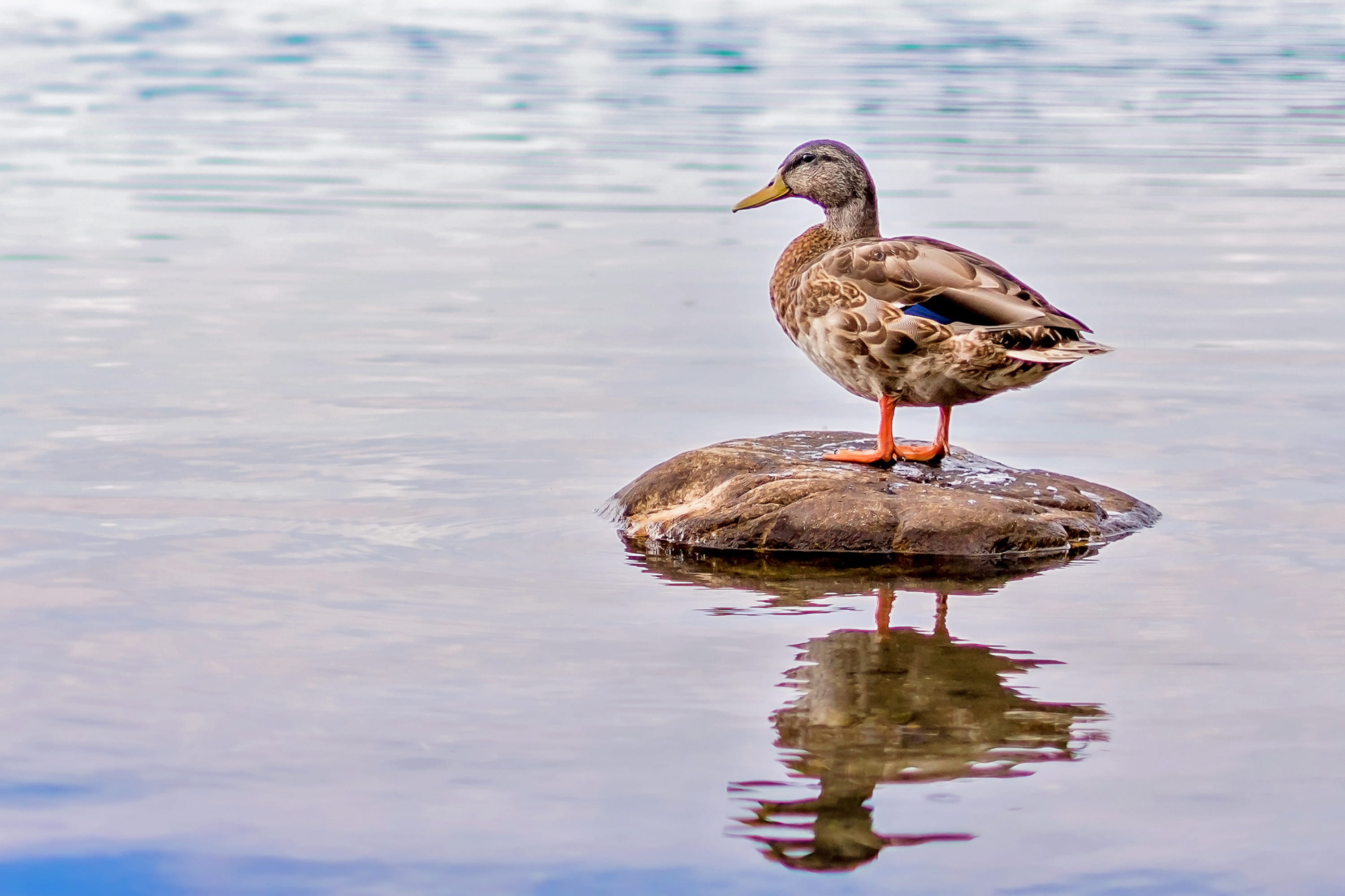 black, perching, waterfront, brown, animals in the wild, water, pond, water bird, goose, lake, no people, river, mallard, 2K, outdoors, perch, mallard duck, HD Wallpaper