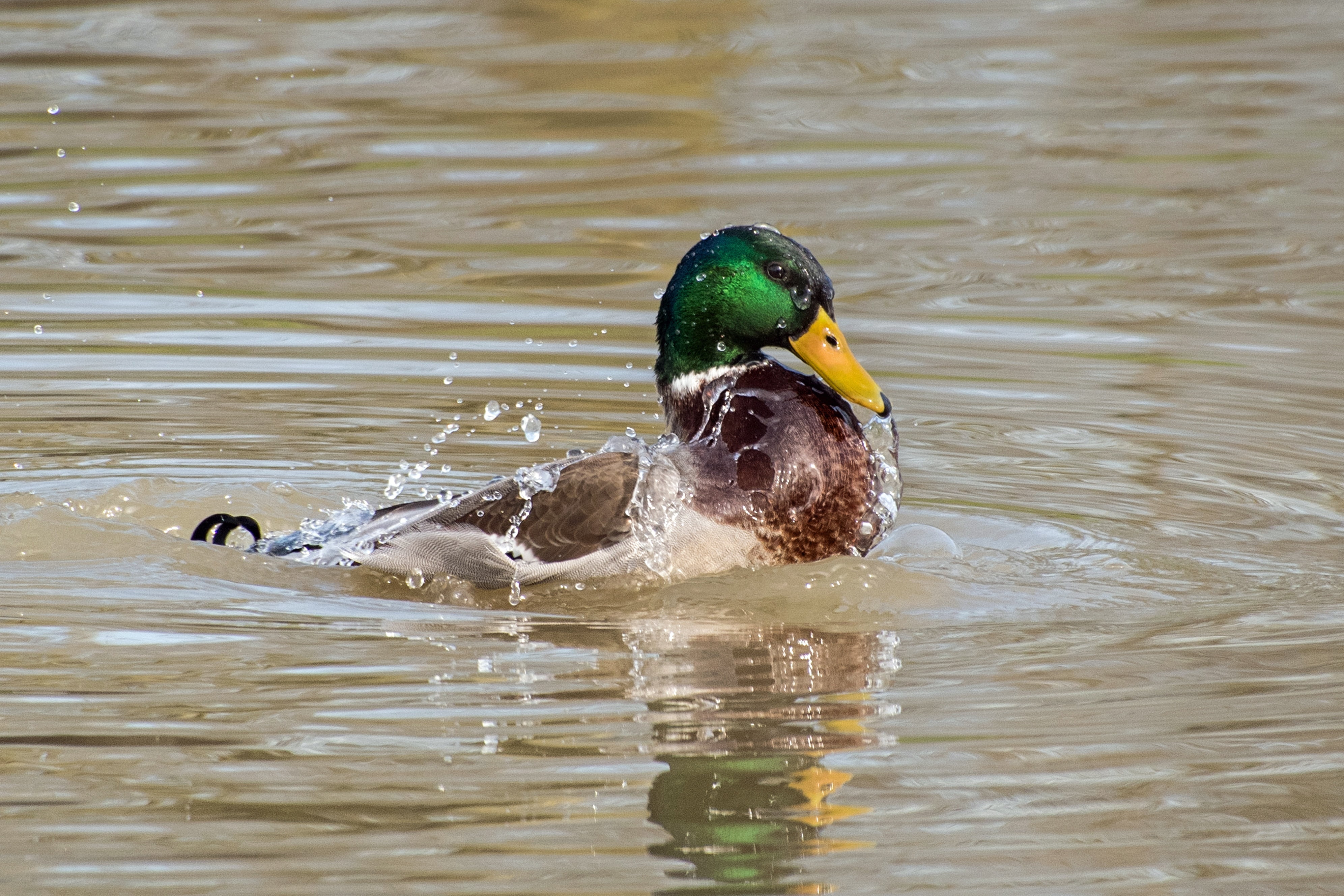 vertebrate, poultry, waterfront, outdoors, drake, animal wildlife, swimming, pond, no people, day, 4K, splash, nature, animal themes, mallard Duck, motion, HD Wallpaper