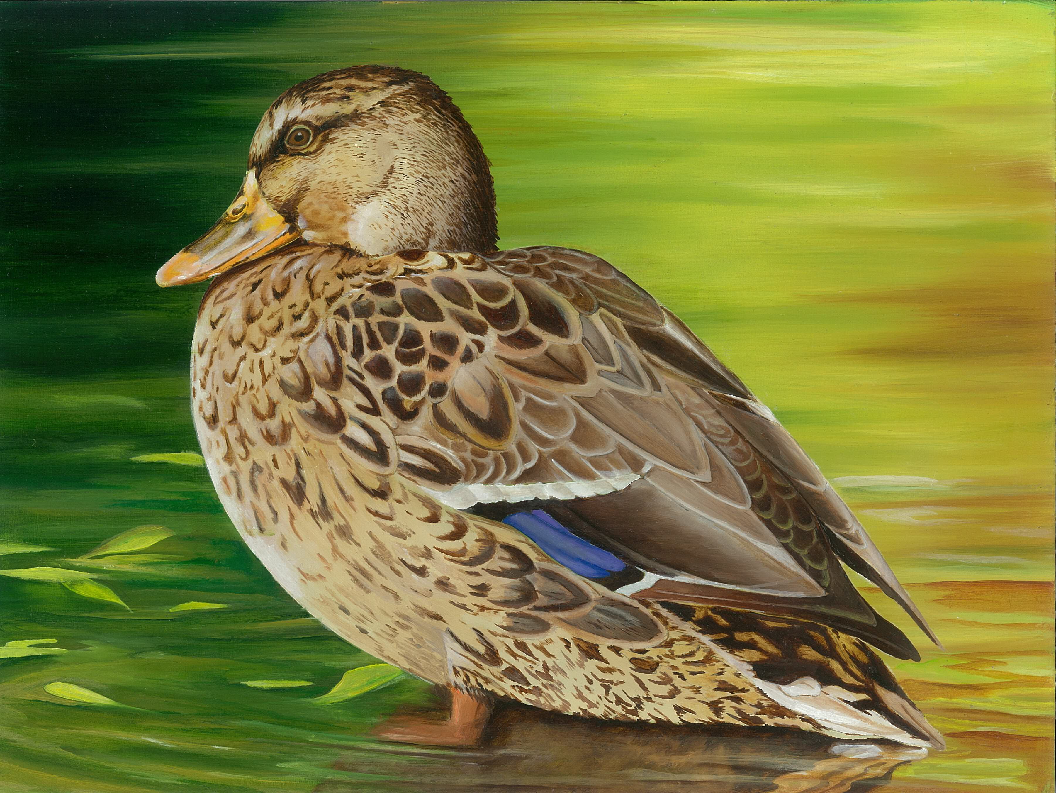 duck, feather, Montana, pond, green field, nature, brown, wildlife  conservation, mallard Duck, junior duck stamp, wildlife, painting, bird, 2K, waterfowl, HD Wallpaper
