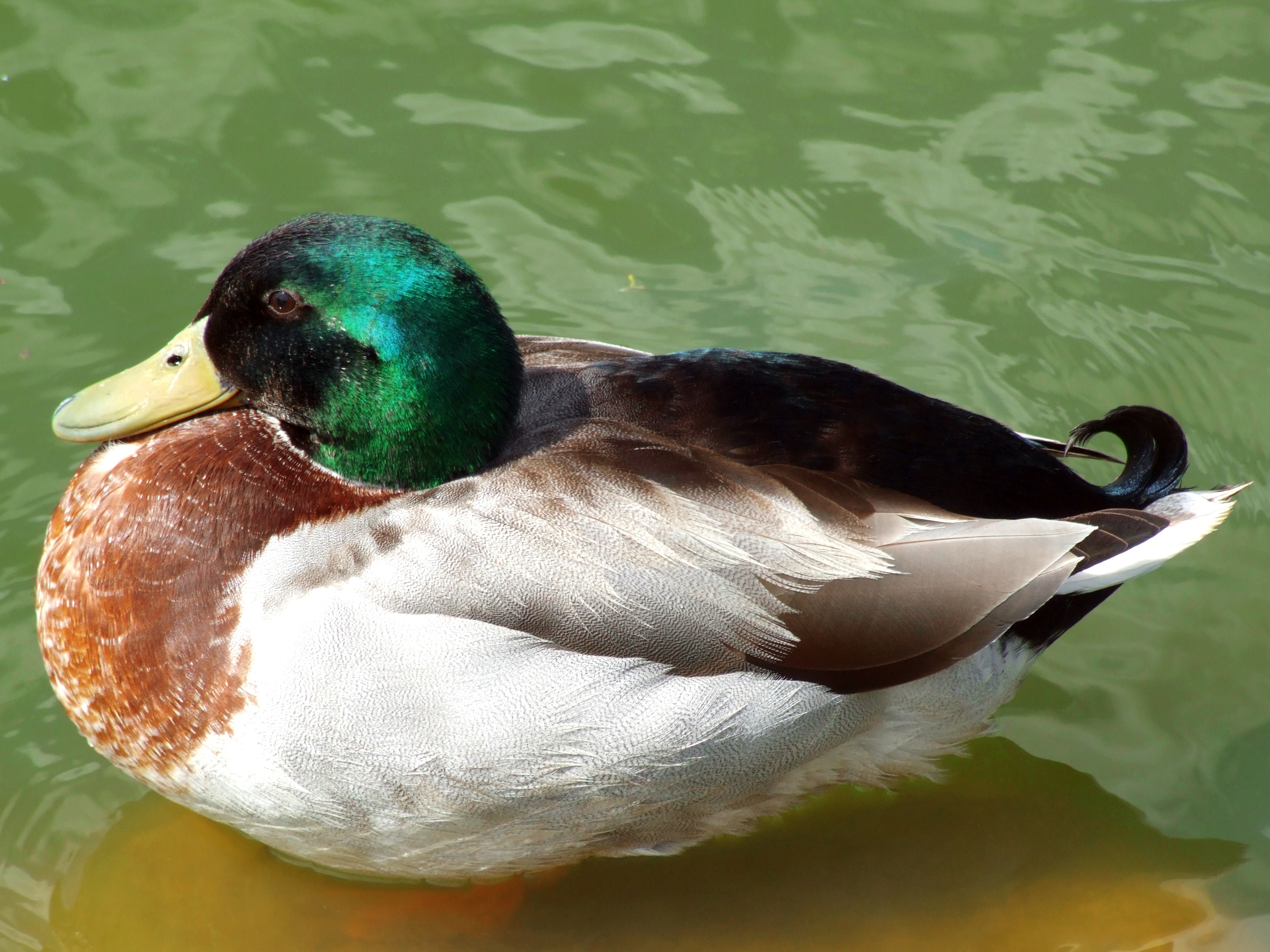 duck, animal themes, swimming, white, feather, çankaya, animals In The Wild, goose, mallard Duck, water, poultry, pond, male Animal, waterfront, swans in the park, HD Wallpaper