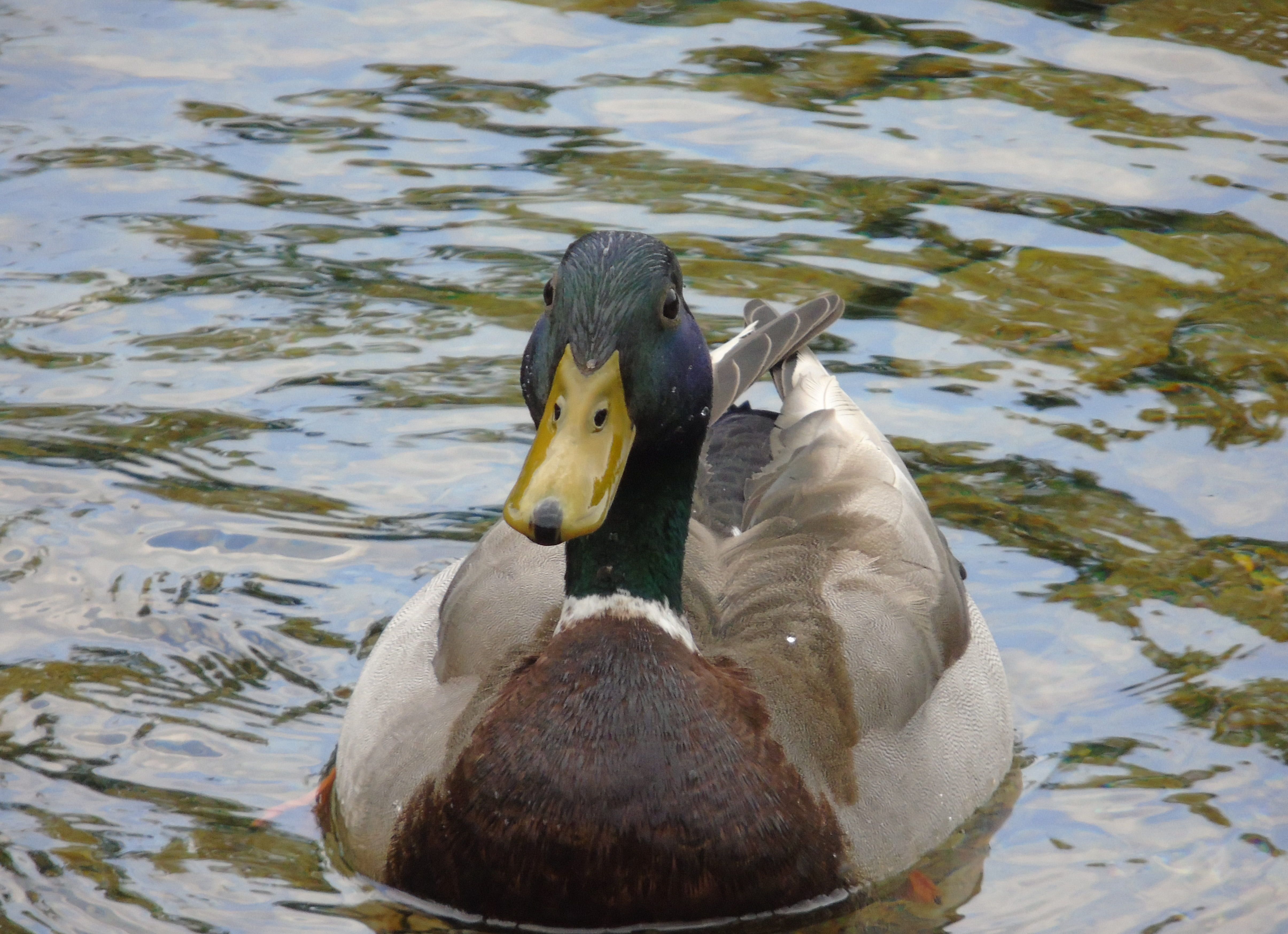 swim, 4K, animals in the wild, color, mallard duck, green, swimming, bird, waterfowl, duck, pond, no people, one animal, avian, day, wild, floating, animal wildlife, HD Wallpaper