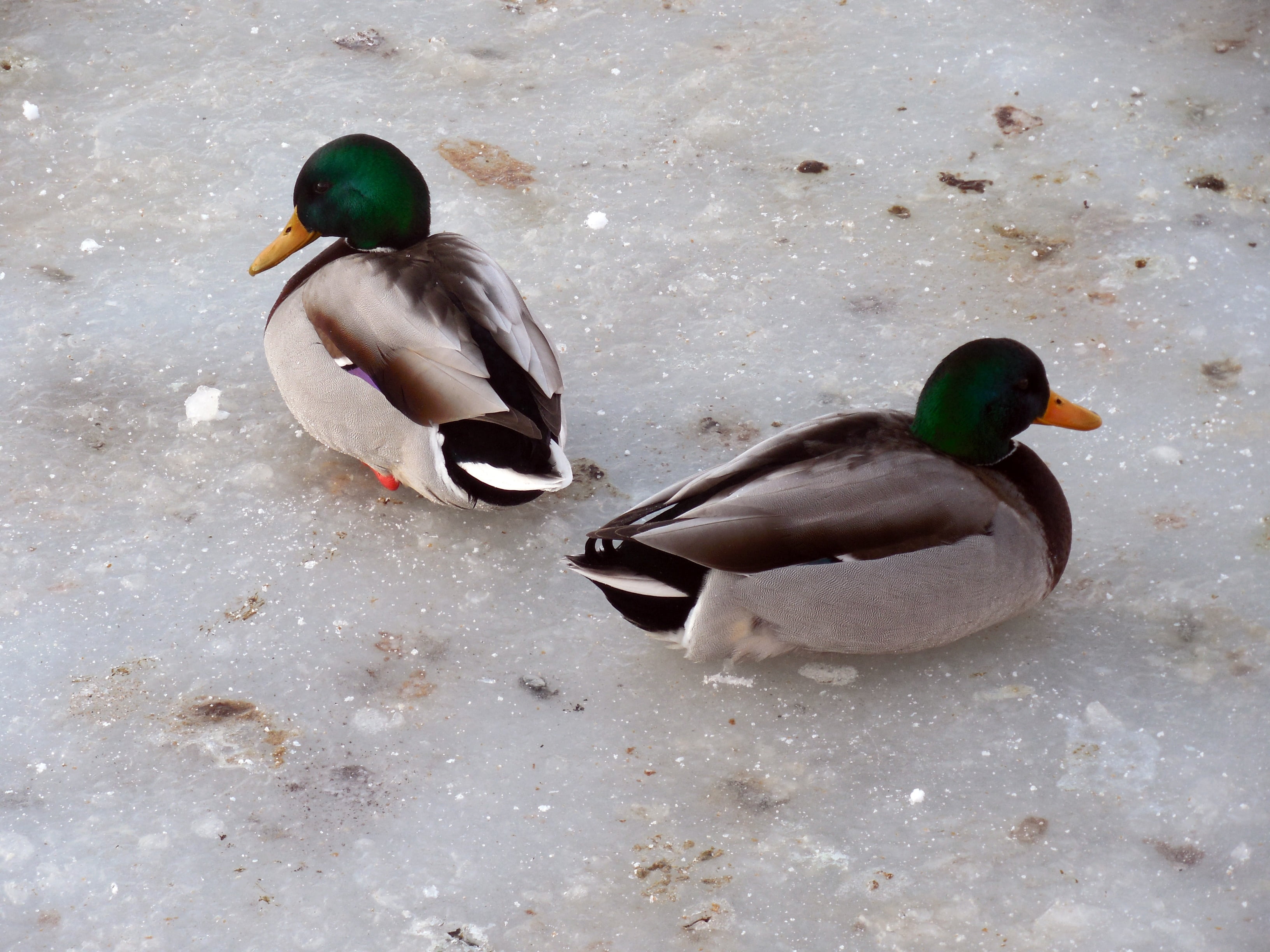 beak, frozen, winter, animal family, high angle view, pond, wildlife, animal wildlife, bird, duck, cold, male Animal, snow, animal themes, water Bird, ice, HD Wallpaper
