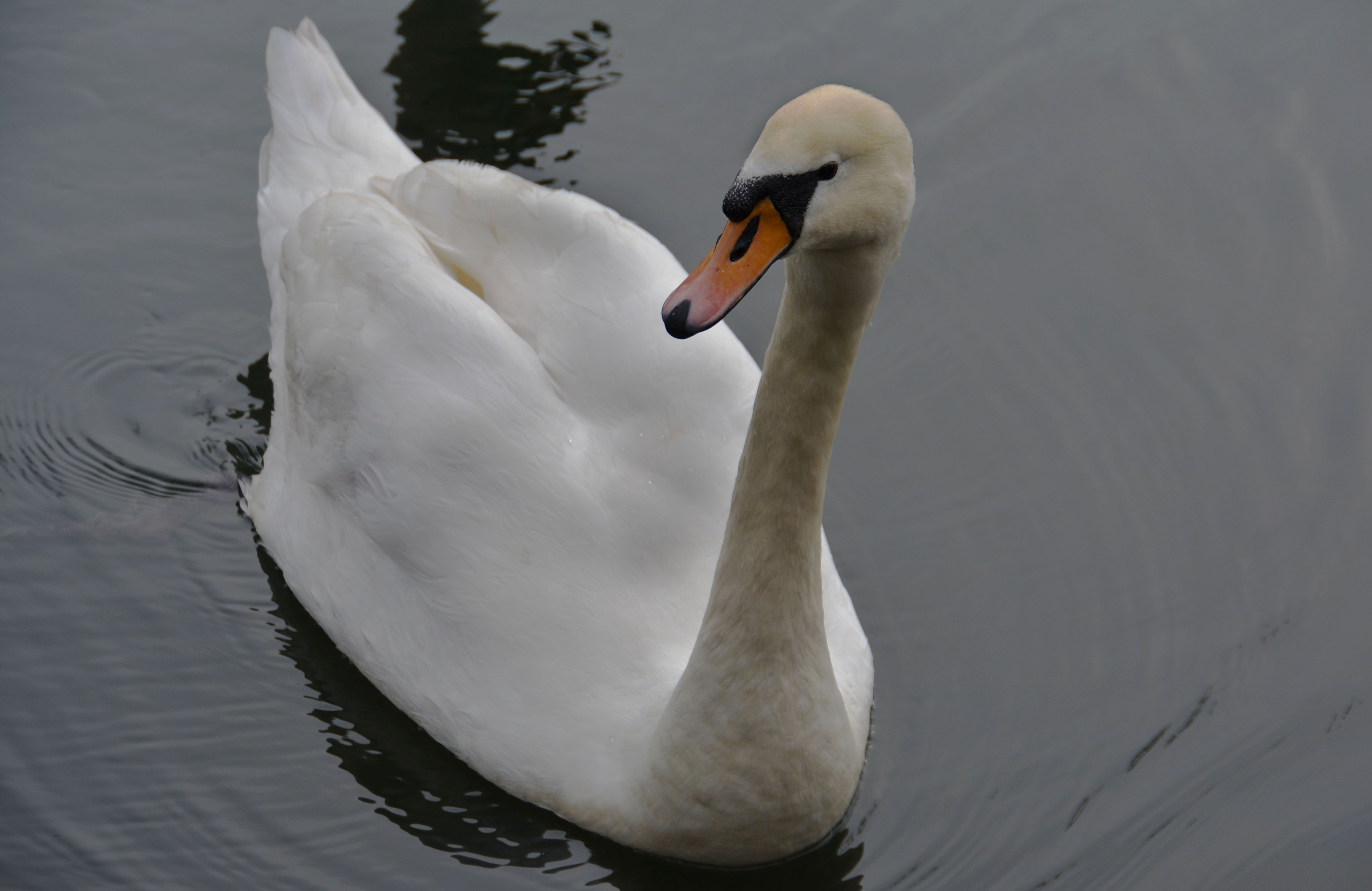 animal neck, waterfront, vertebrate, avian, mute swan, waterfowl, white, wildlife, river, beak, nature, fowl, outdoors, lake, animal themes, animal, close, HD Wallpaper