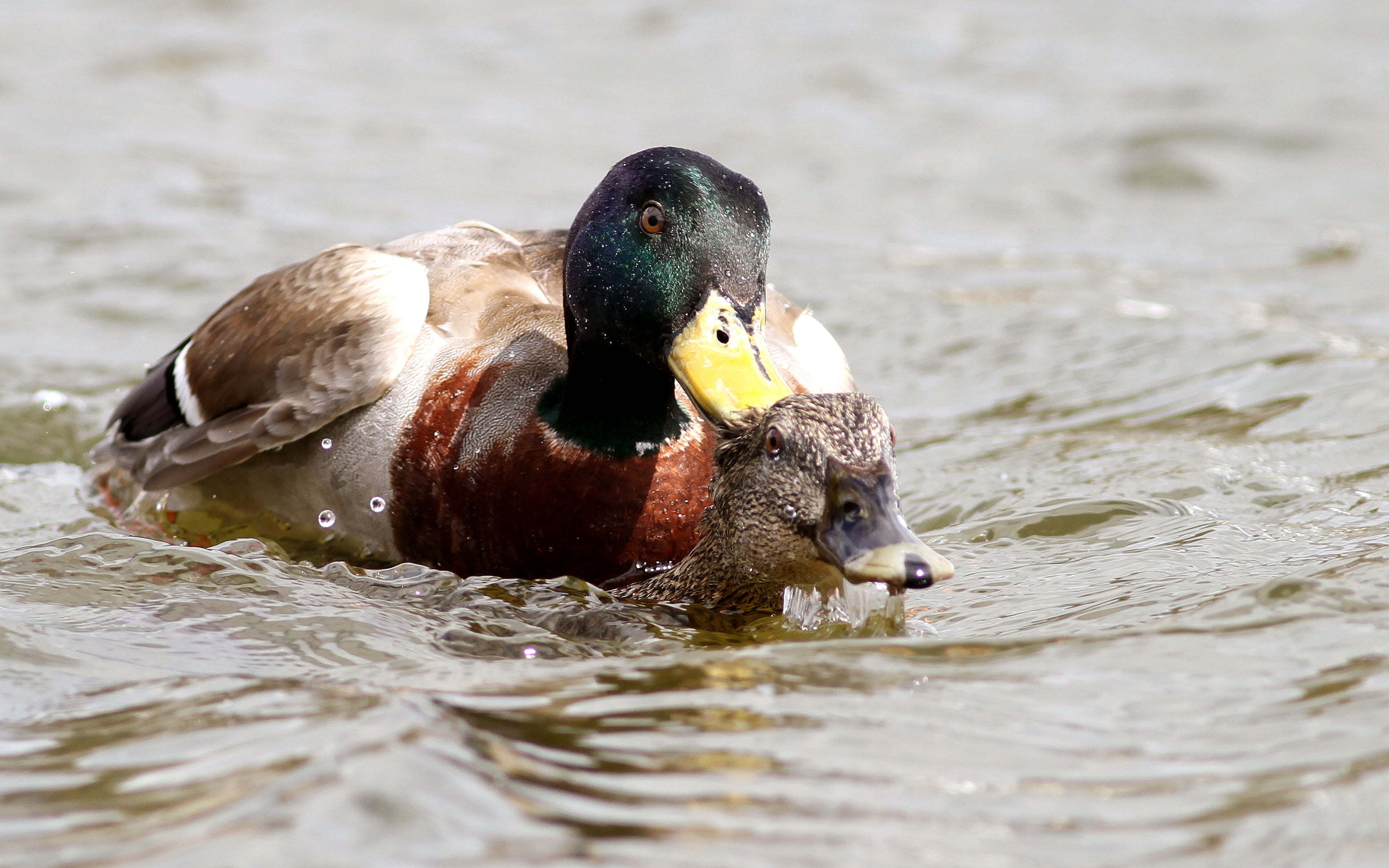 male, feather, water, nature, wildlife, outdoors, bird, drake, female, 2K, male Animal, animal, duck, body, mulard, mallard Duck, swimming Animal, photography, HD Wallpaper