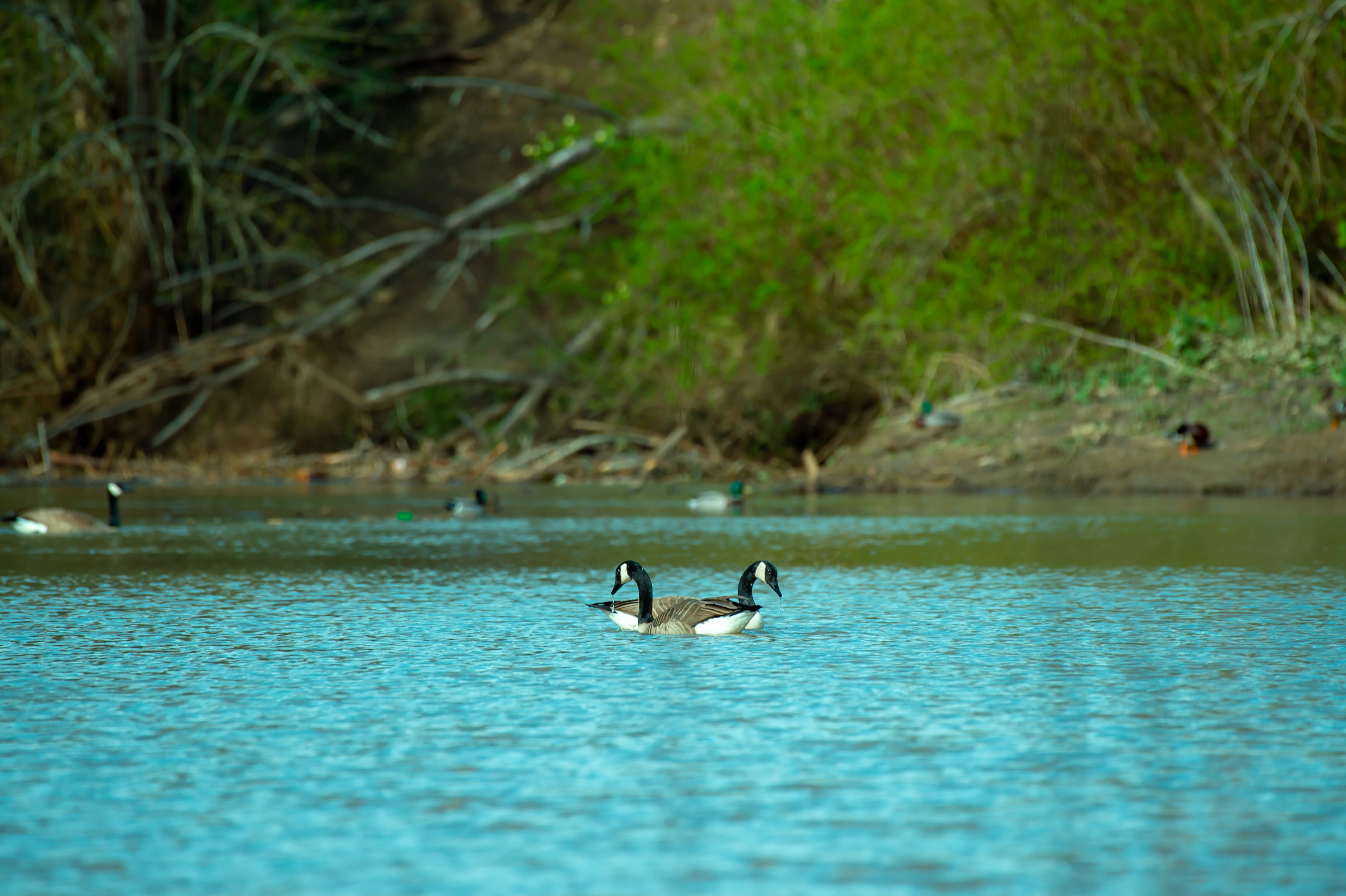 lake, no people, duck, feather, scenics - nature, two animals, animal, vertebrate, female, reflection, waterfront, animal wildlife, day, waterfowl, 4K, HD Wallpaper