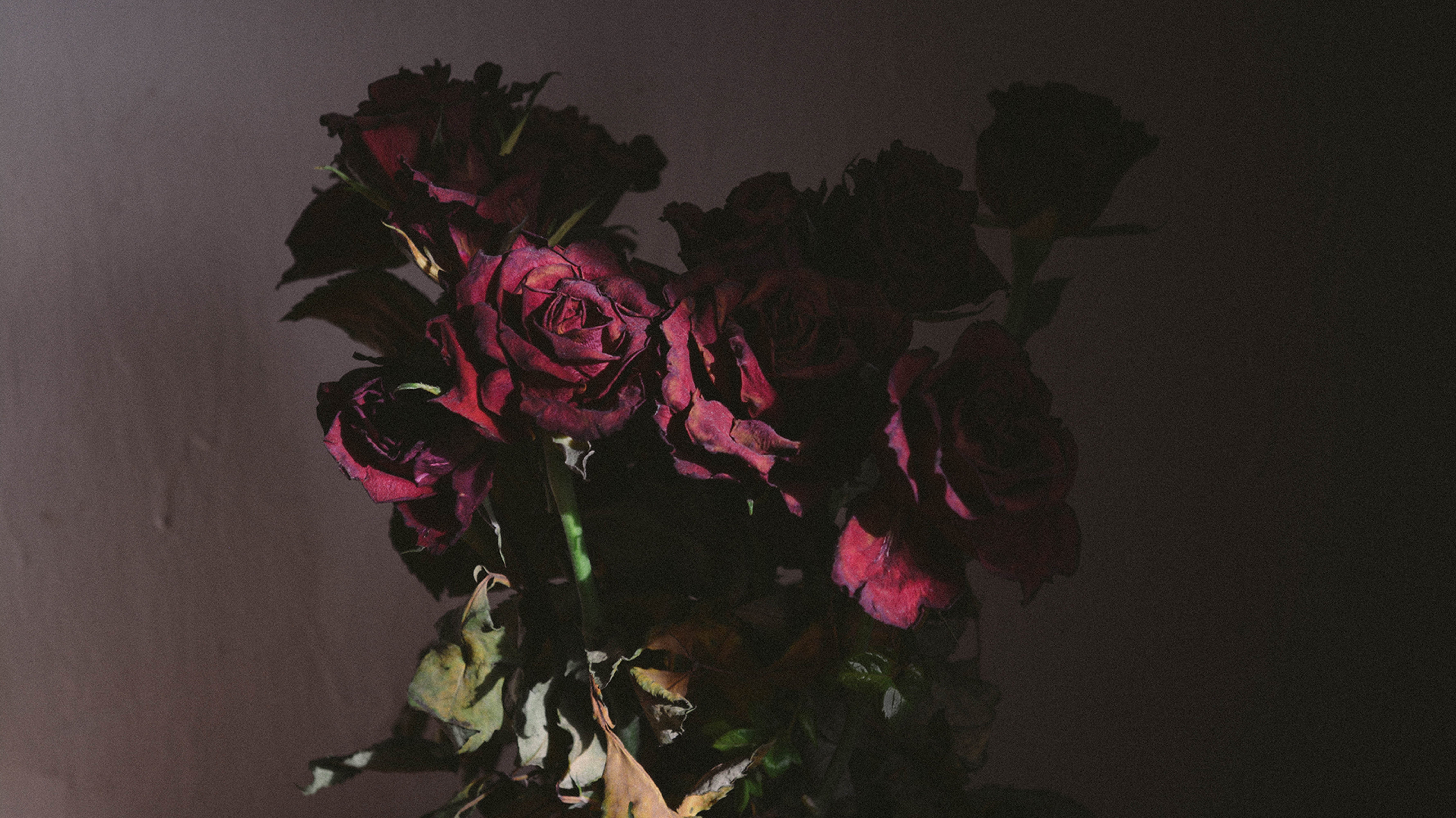 valentines, flowers, roses, plant, art, beautiful, close-up, no people, inflorescence, wilted plant, flower head, wall - building feature, indoors, nature, HD Wallpaper