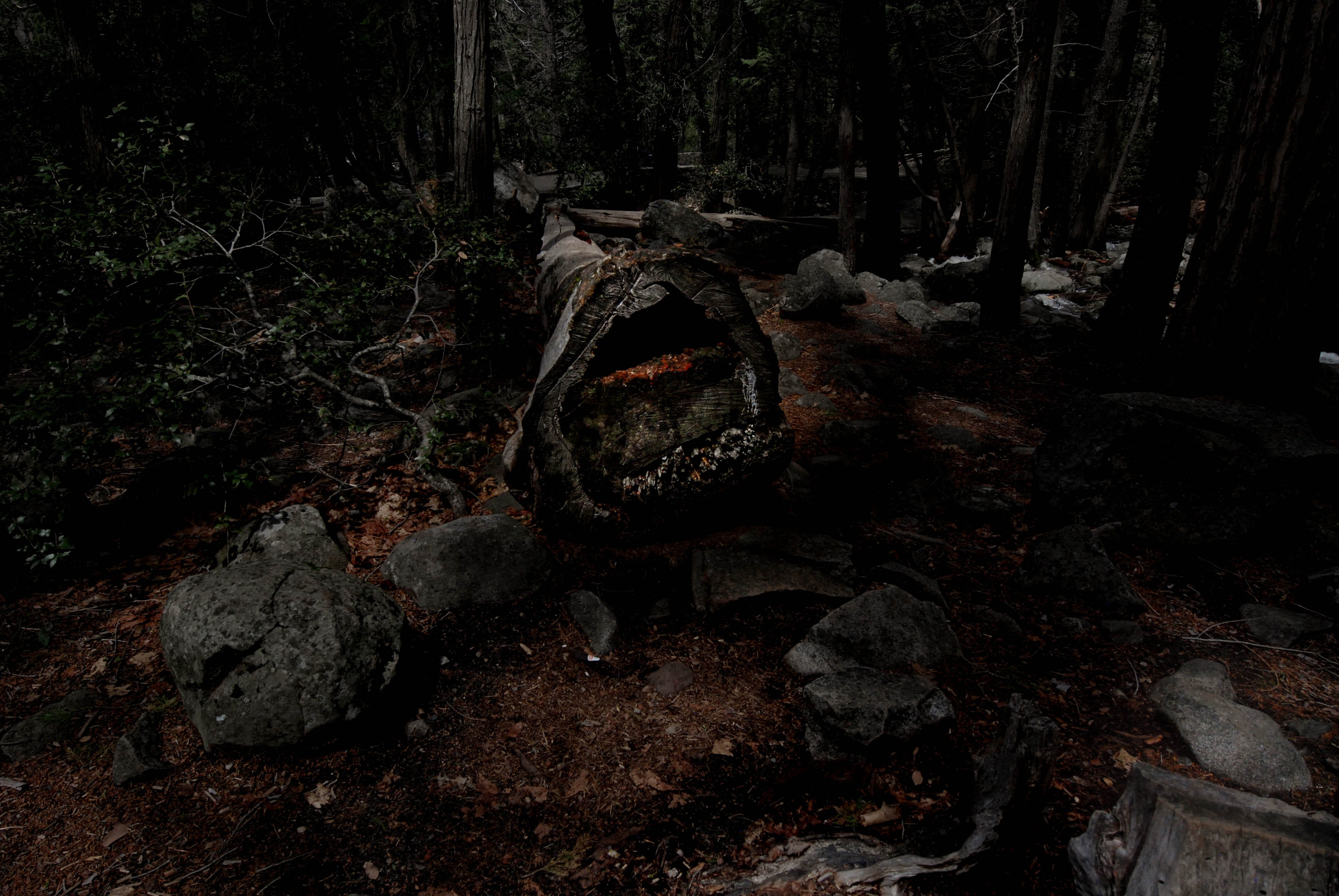 sea life, brown, rock - object, tree, land, photography, non-urban scene, trunk, woodland, outdoors, plant, tree trunk, nature, reptile, tomb, tombstone, HD Wallpaper