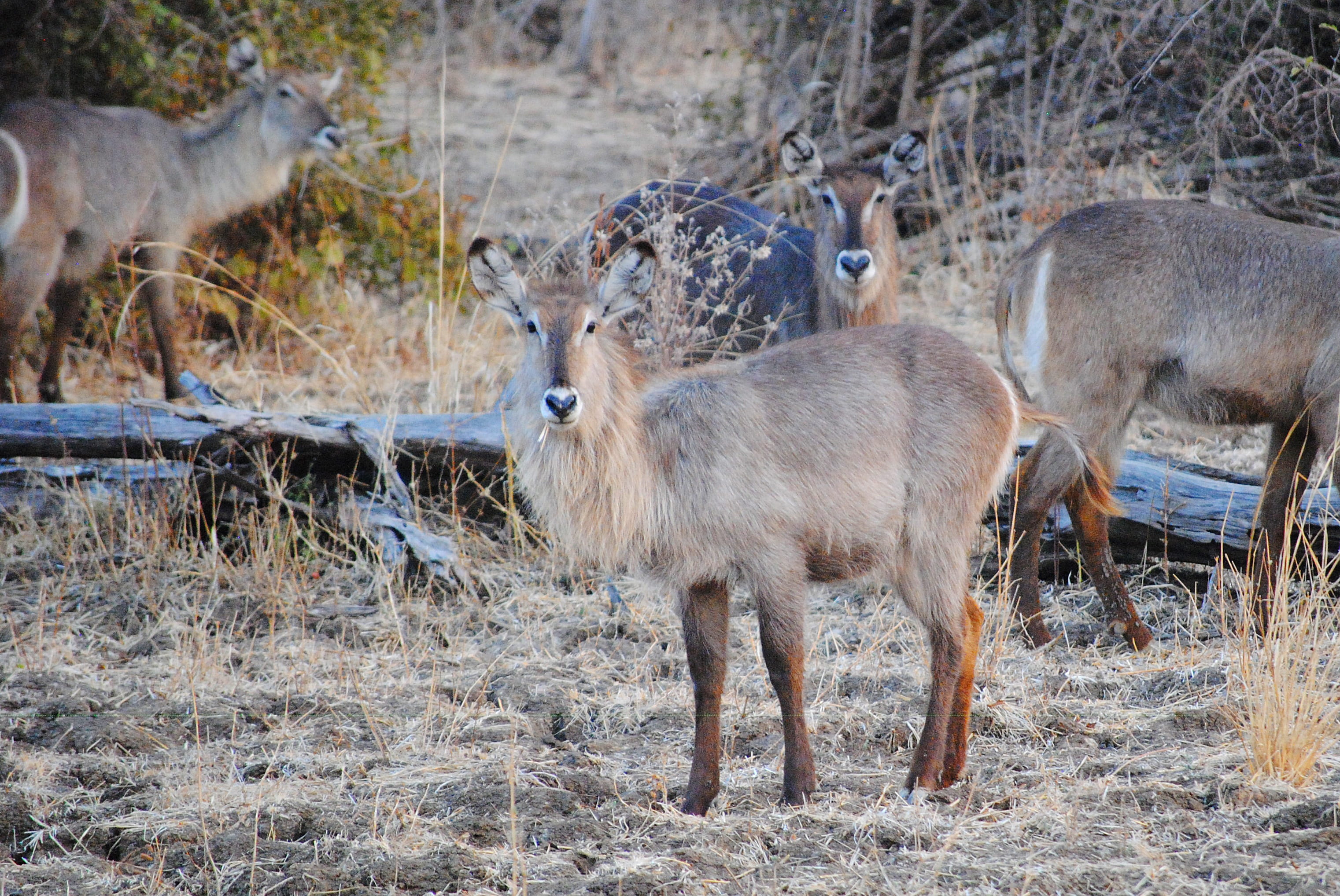herbivorous, 2K, fawn, domestic animals, land, Safari, animal, Wild, nature, livestock, south luangwa, Zambia, day, animal wildlife, two animals, animal family, HD Wallpaper