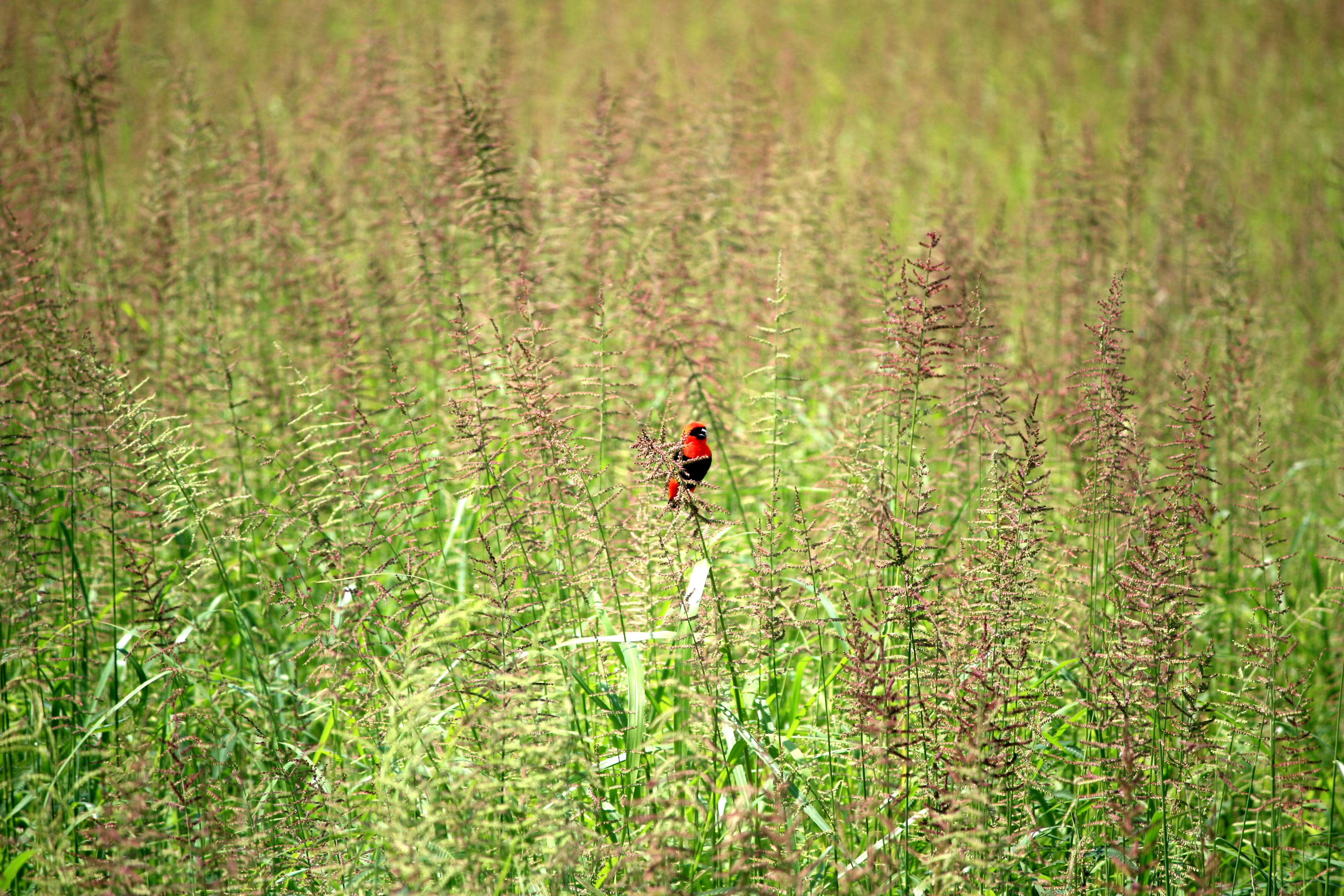 plants, anthus, animals in the wild, environment, animal wildlife, africa, lawn, agelaius, 4K, south luangwa national park, day, animal themes, black, HD Wallpaper