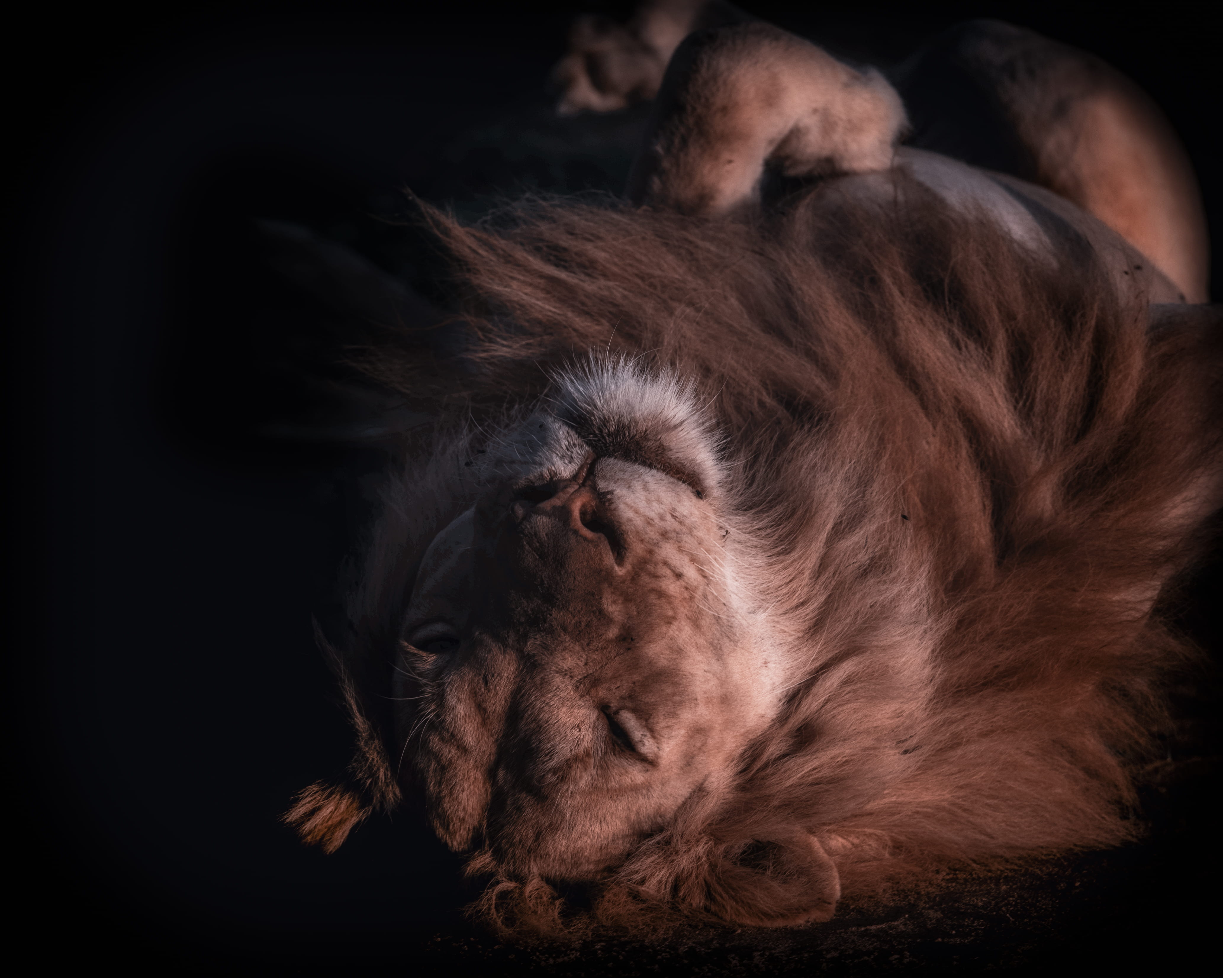 lion, animal, animals in the wild, zambium, mammal, sunset, animal body part, relaxation, wildlife, close-up, resting, cat, safari, pets, big five, HD Wallpaper