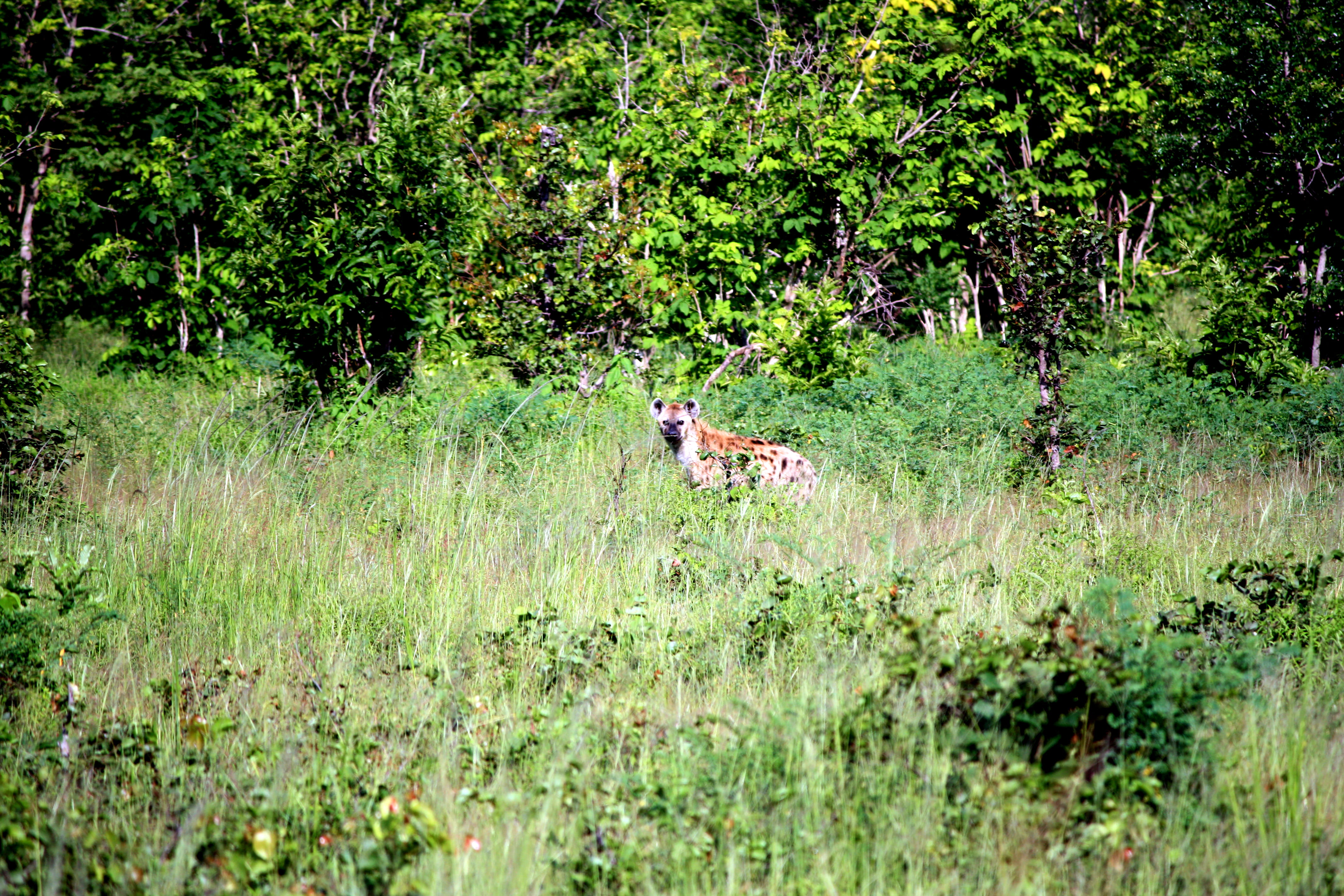 woodland, wildlife, plant, red fox, safari, mammal, undomesticated cat, outdoors, cheetah, coyote, fox, deer, animal, impala, land, nature, animals in the wild, HD Wallpaper