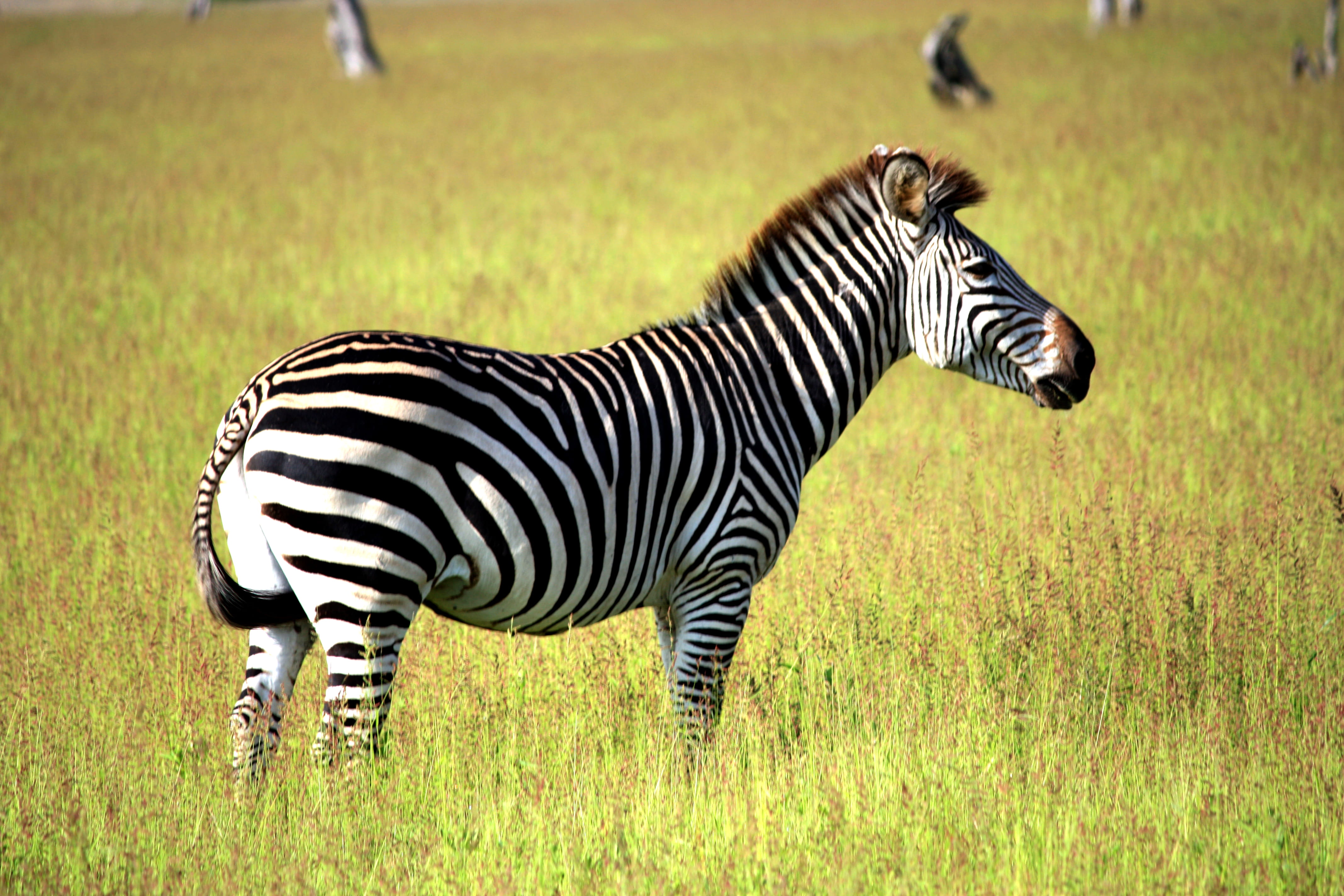 grass, bird, standing, kicking, one animal, zebra, mammal, wildlife, animal themes, striped, field, outdoors, herbivorous, land, horse, plant, grassland, HD Wallpaper