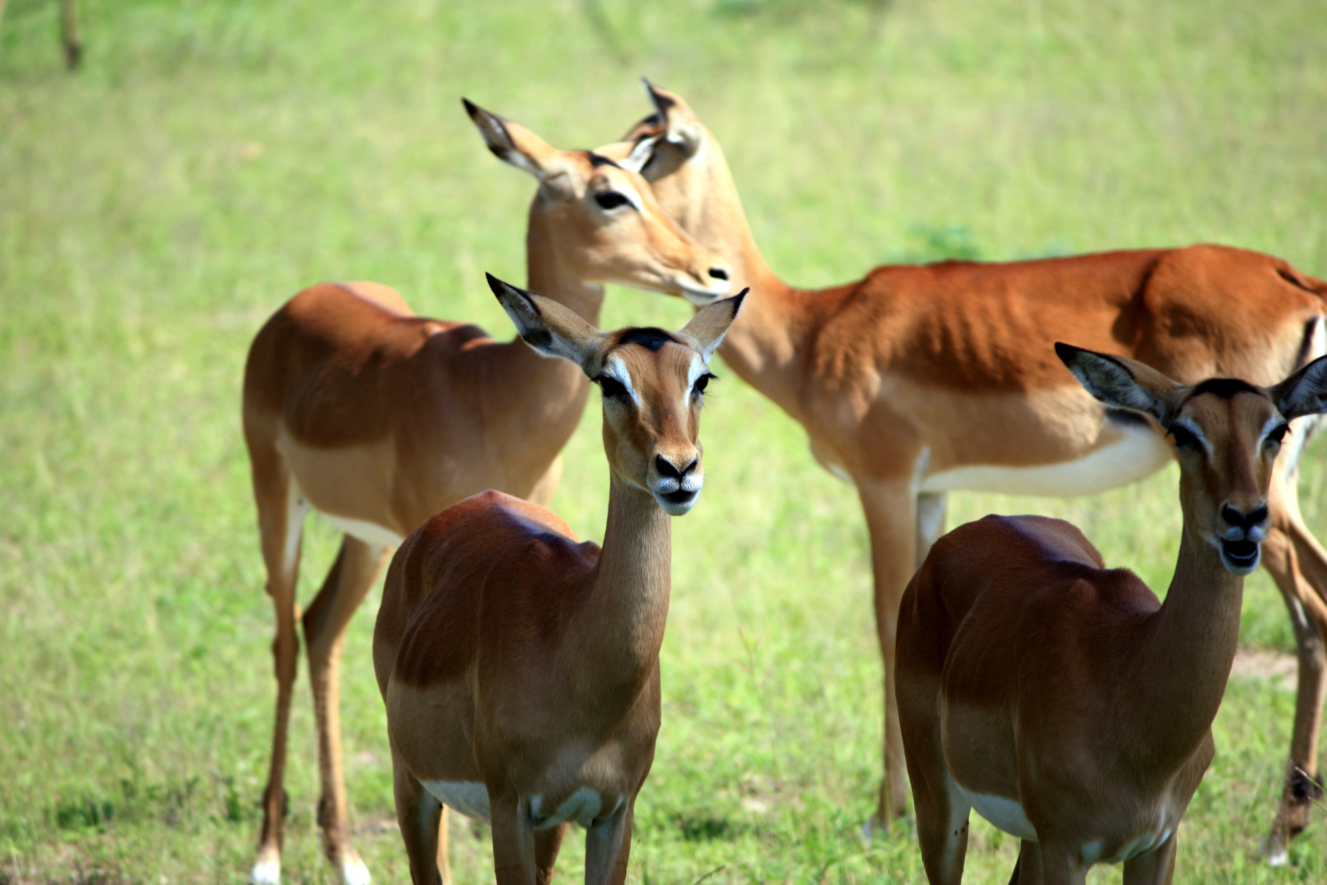 herbivorous, focus on foreground, nature, group of animals, bongo, south luangwa national park, vertebrate, iris, animal family, deer, domestic animals, HD Wallpaper