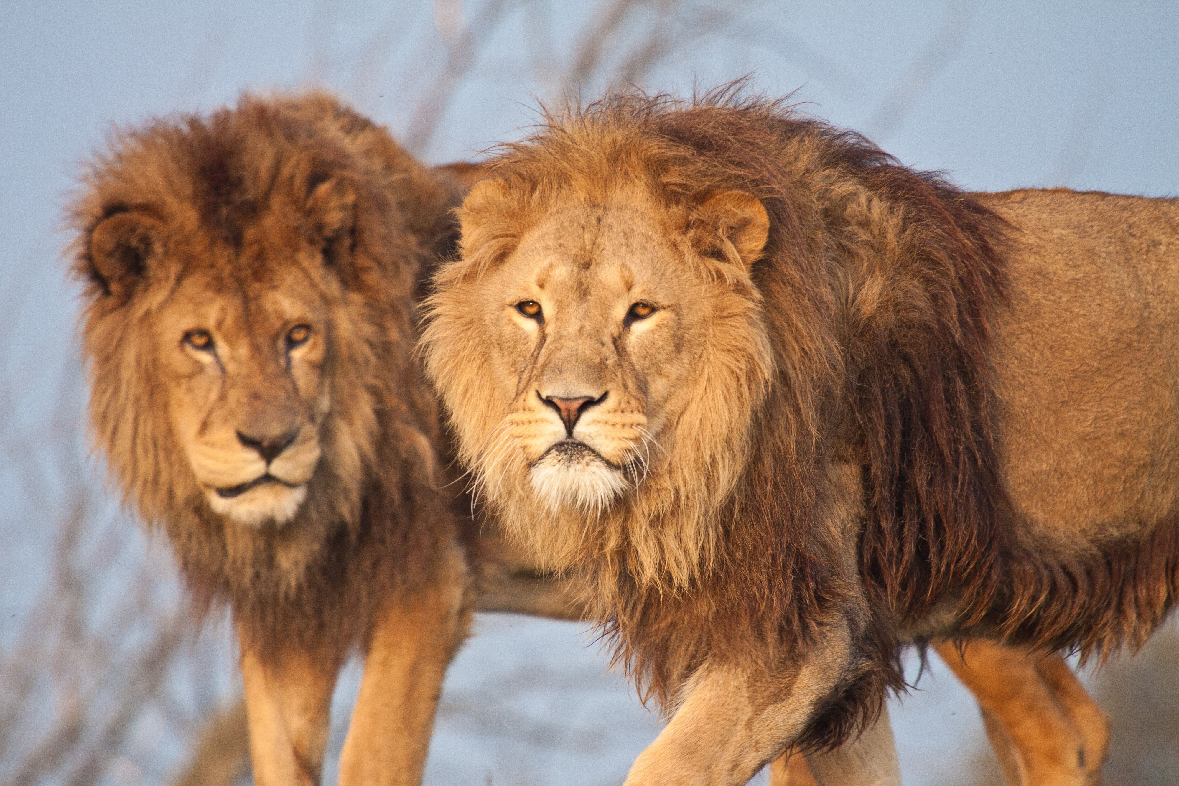 animals, wildlife, 4K, lion, nature, HD Wallpaper