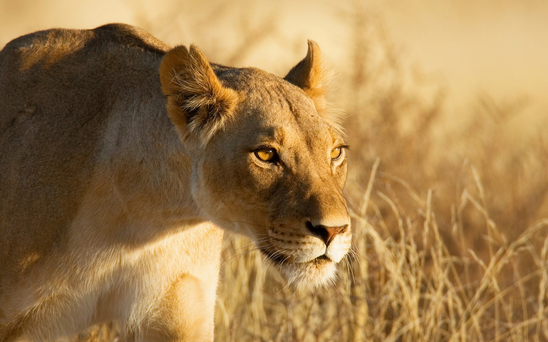 animals, wildlife, lion, 1080P, HD Wallpaper