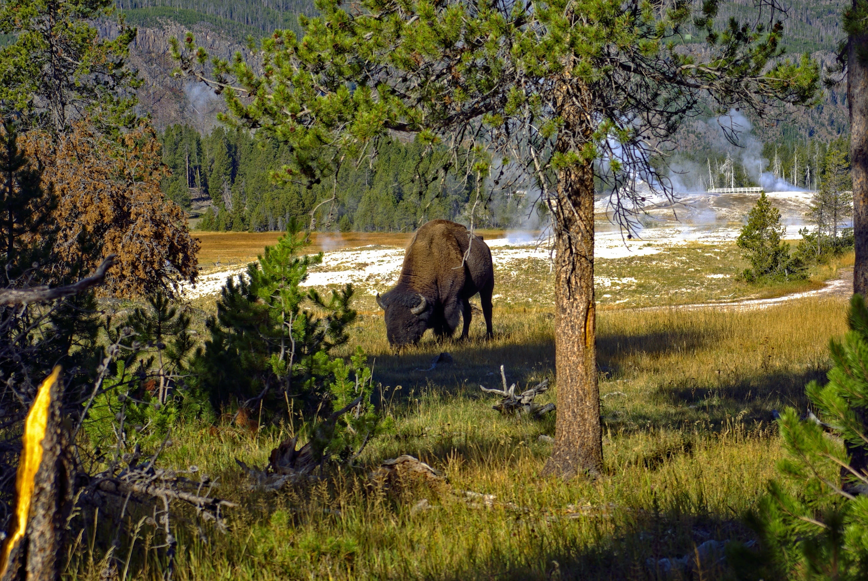 outdoors, wildlife, yellowstone, no people, wild, one animal, park, national, herbivorous, animal, mammal, bear, growth, tree, 2K, green color, natural, HD Wallpaper