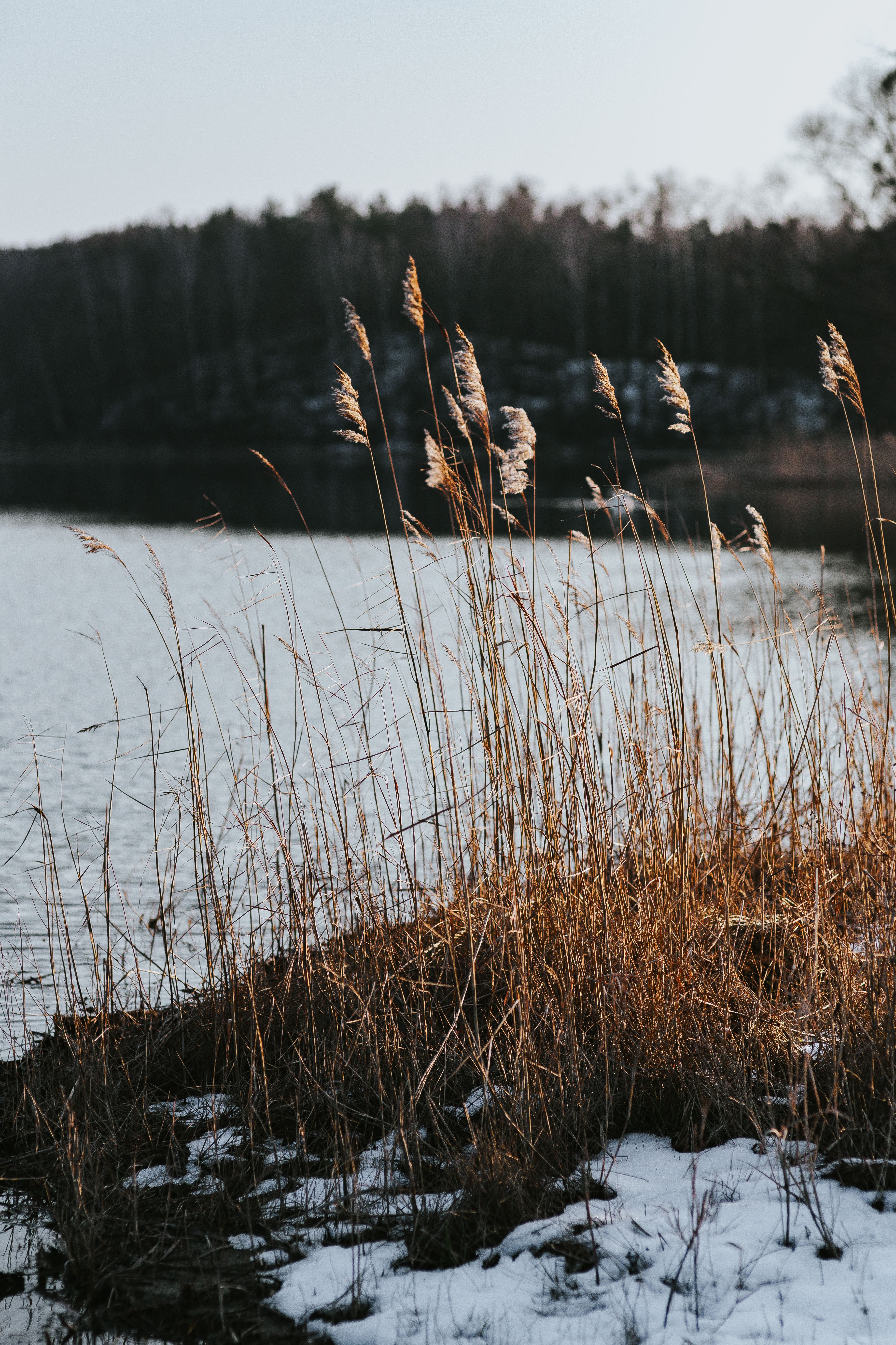 animal wildlife, walk, tranquility, Winter, 5K, vertebrate, cold - Temperature, cold temperature, tree, sky, day, pier, river, field, grass, water, by the lake, Phone HD Wallpaper