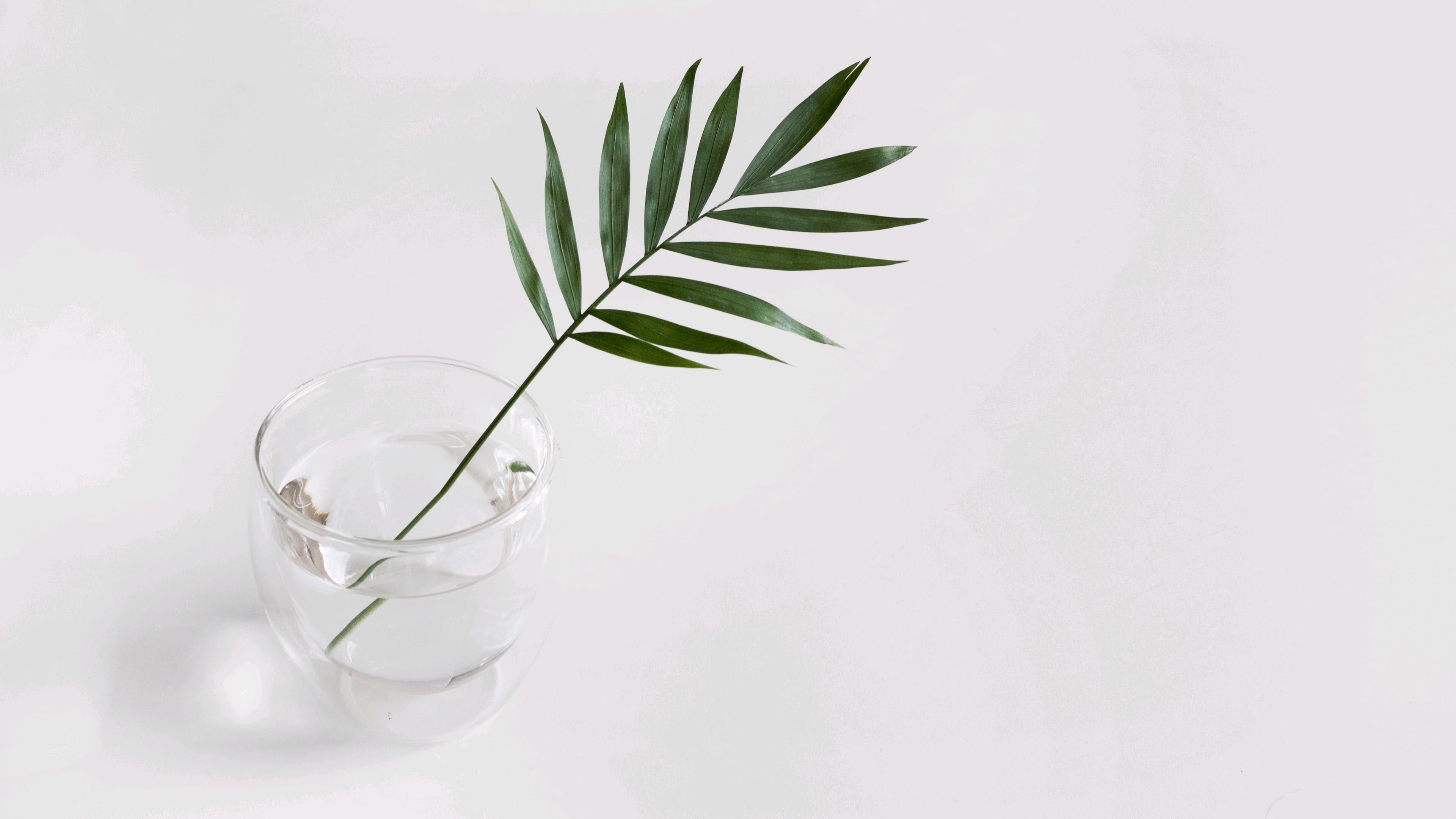 indoors, plant, close-up, still life photography, no people, food and drink, glass, refreshment, household equipment, glass - material, 4K, drink, studio shot, HD Wallpaper