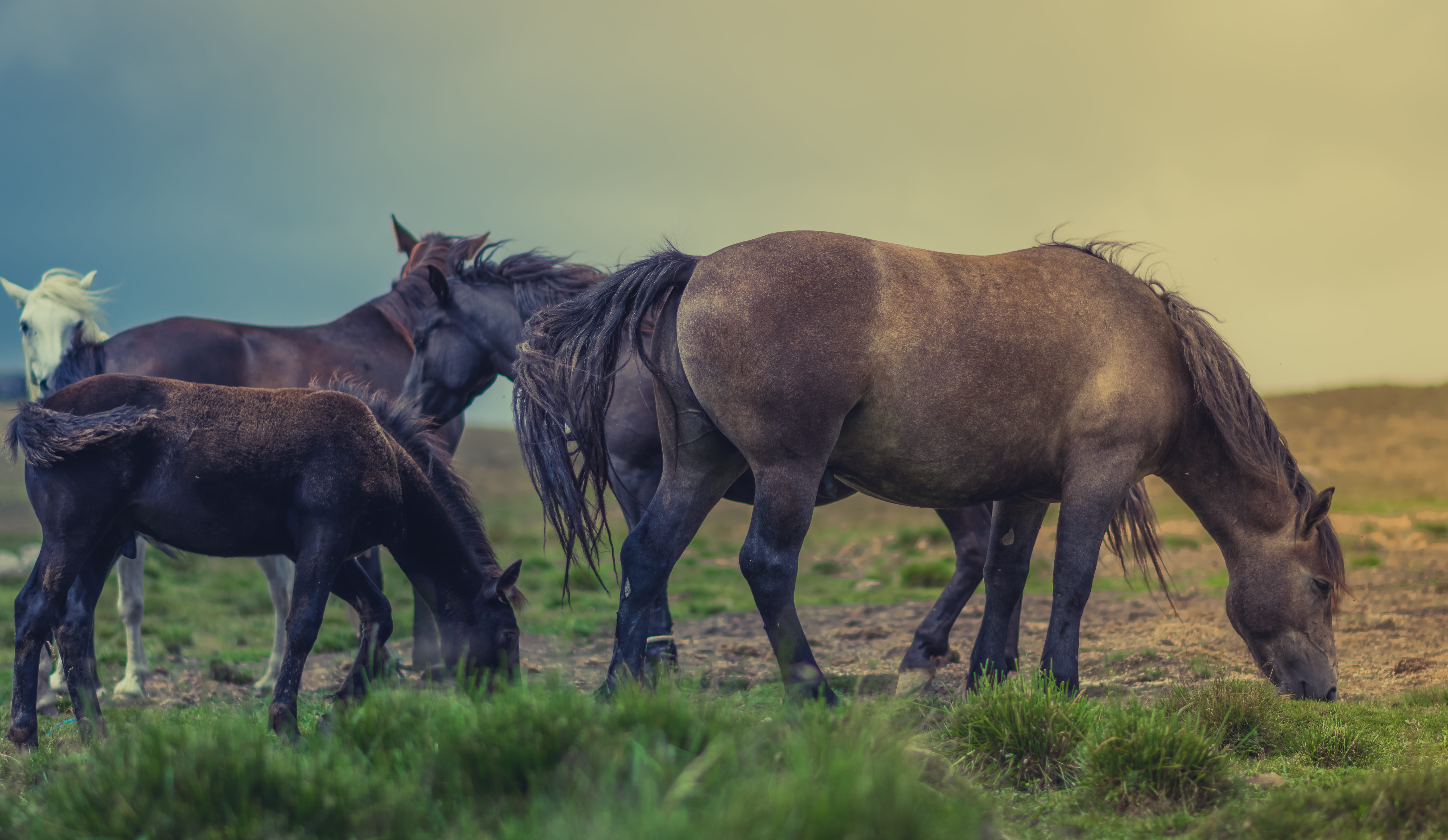 domestic animals, young animal, plant, animal themes, cabana piatra arsă, land, mammal, herd, herbivorous, nature, no people, pets, wildlife, life, livestock, HD Wallpaper