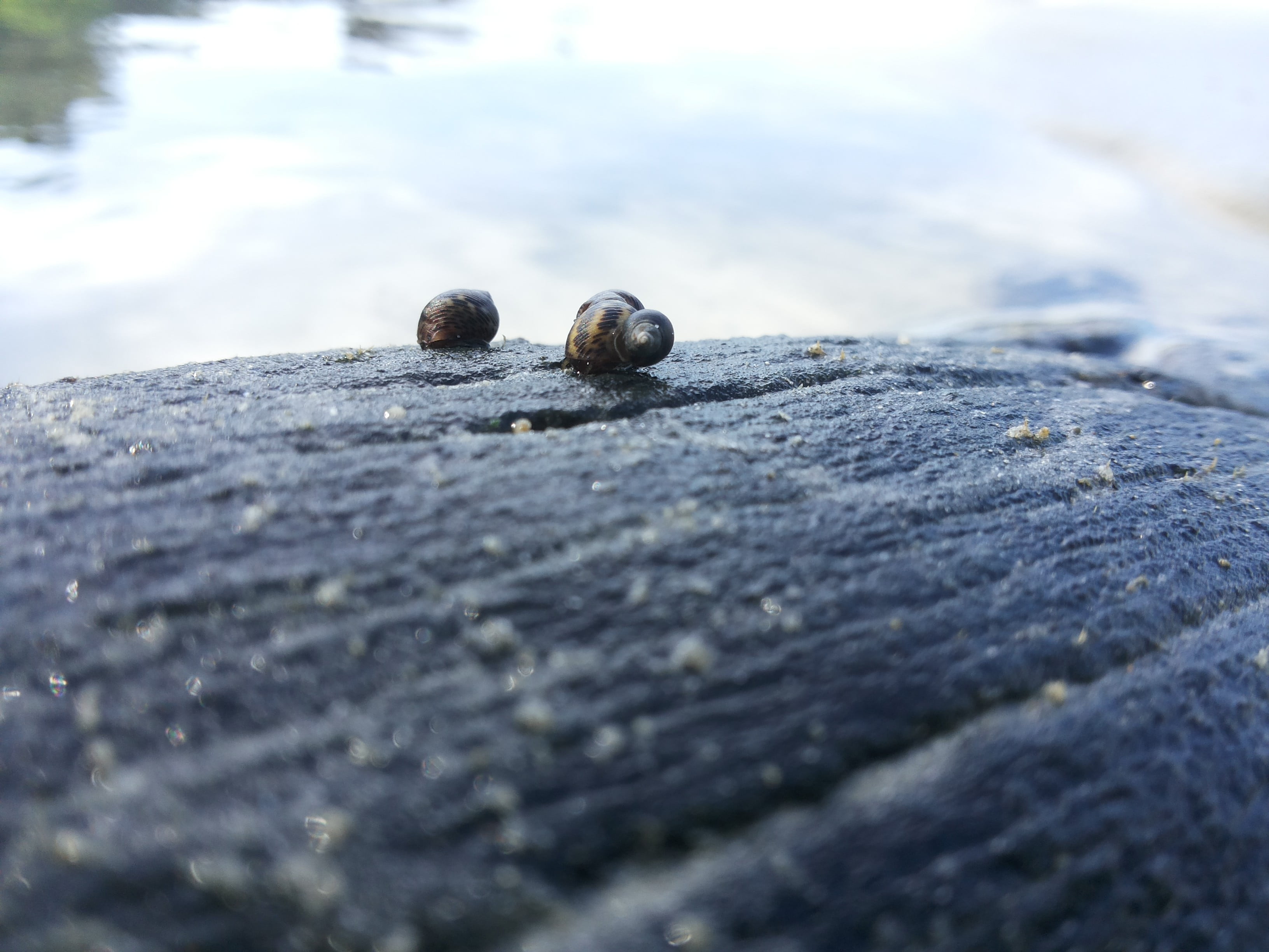 land, still life, Asia, textured, rock, beach, 2K, day, water, animal wildlife, surface level, rough, selective focus, no people, animal, solid, animals, HD Wallpaper