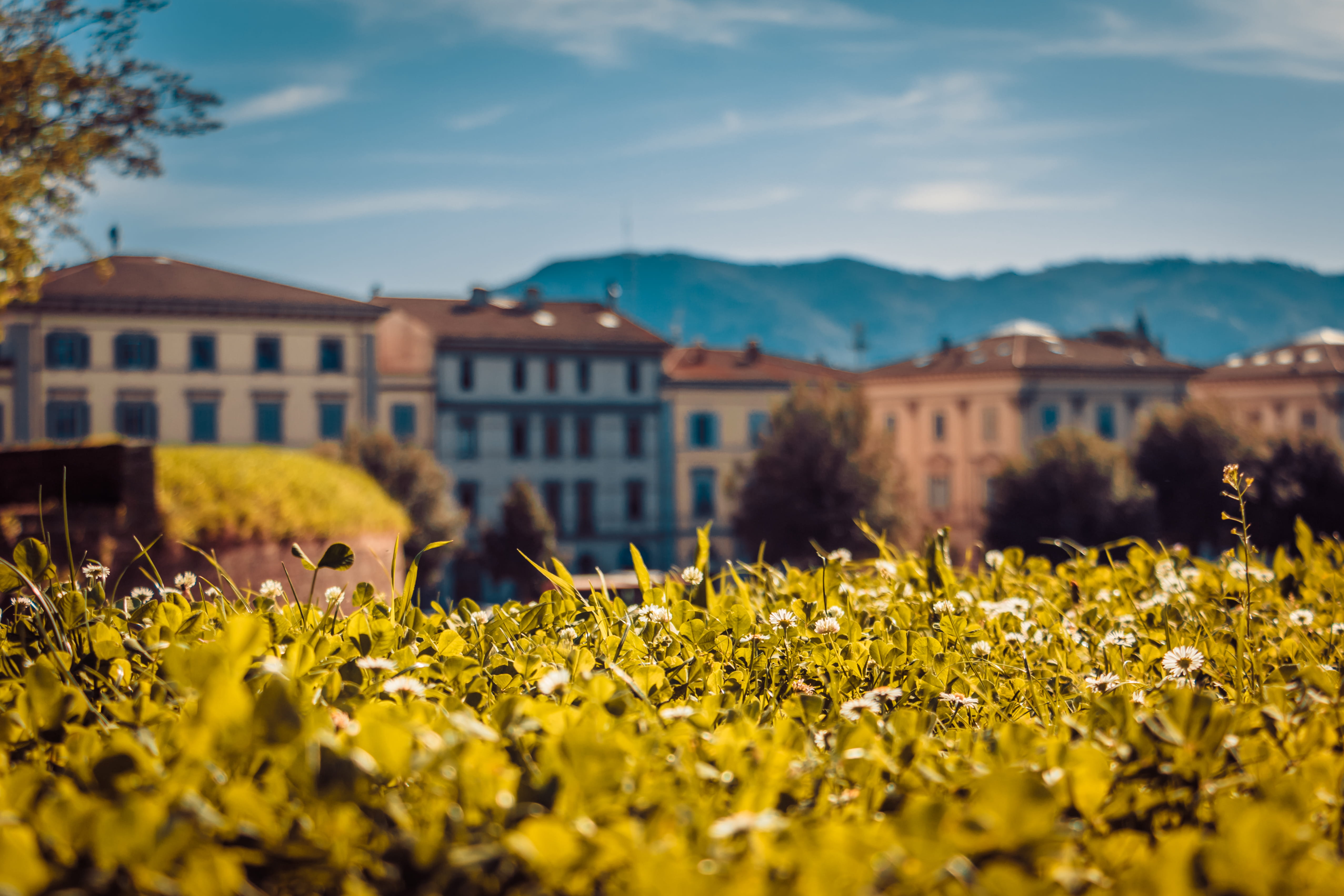 mountain, growth, day, city, tuscany, built structure, land, flowering plant, field, park, flower, garden, yellow, architecture, selective focus, building exterior, HD Wallpaper