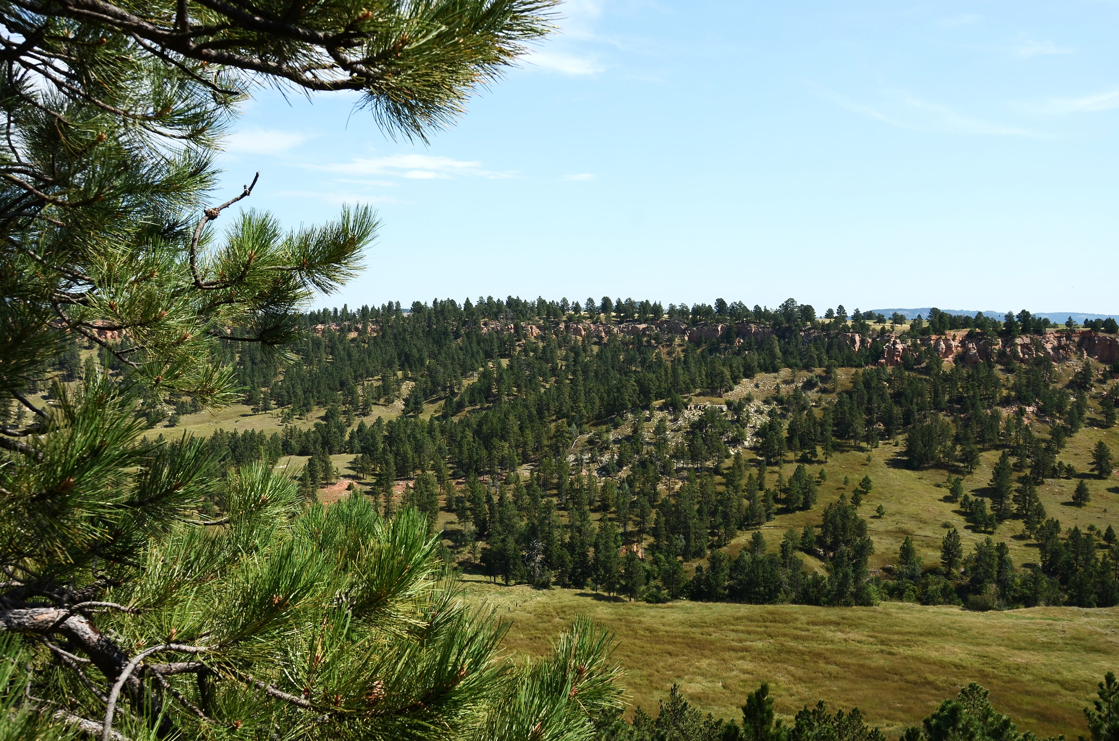 travel, 2K, tourism, black hills, dakota, coniferous tree, south, sky, day, no people, green color, beauty in nature, sunlight, american, growth, tree, HD Wallpaper