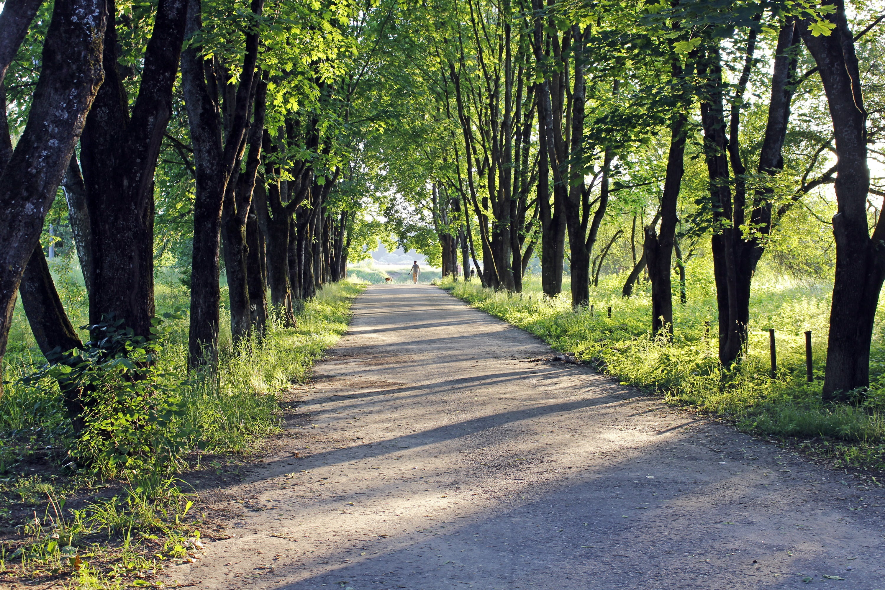 few people, river, outdoors, evening, tranquil scene, 2K, sunny, tranquility, transportation, tree, park, track, road, shadow, beauty in nature, alley, HD Wallpaper