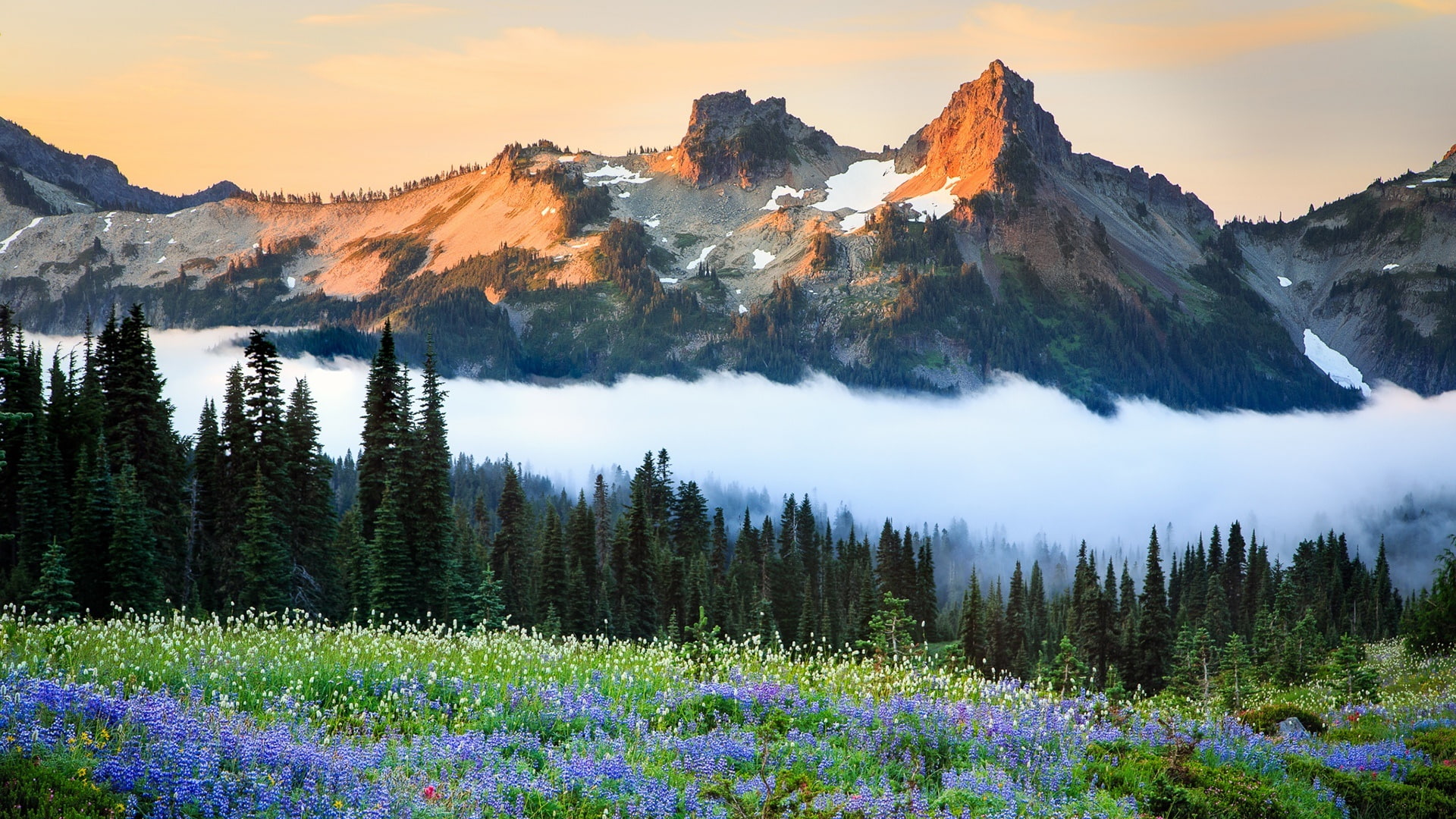 1080P, mountain range, mountain, usa, united states, tatoosh range, washington, wildflowers, HD Wallpaper