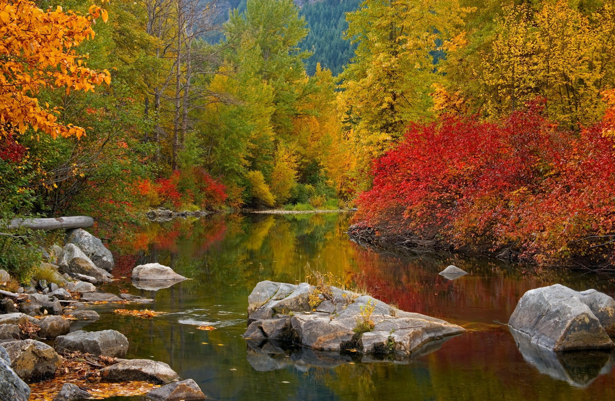 washington, tranquil scene, nason, Autumn, growth, orange color, United States, pass, beauty in nature, stevens, stevens pass, Washington, washington, nature, HD Wallpaper