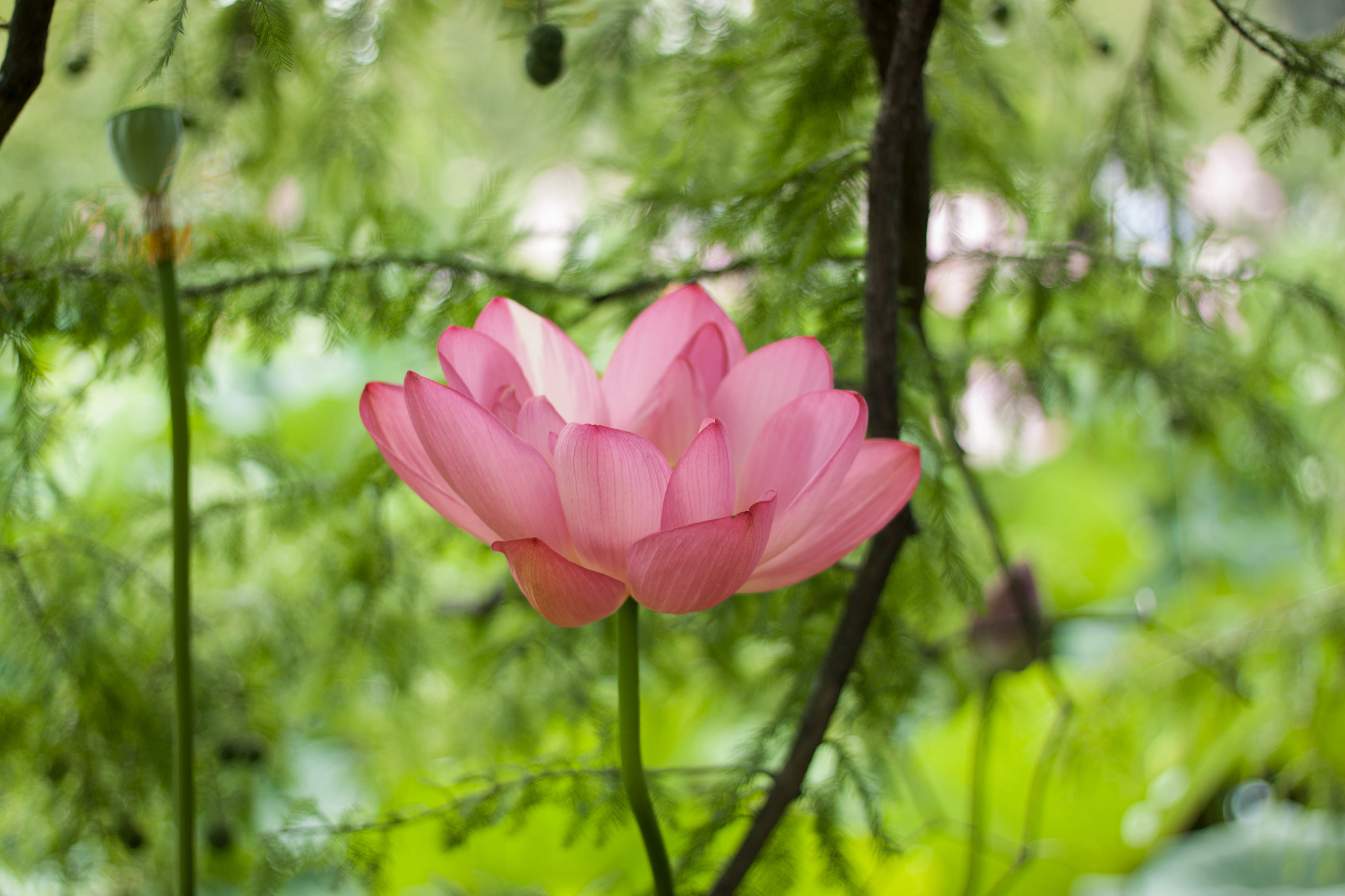 vulnerability, growth, freshness, pond, springtime, 4K, festival, plant, aquatic garden, inflorescence, united states, no people, kenilworth aquatic gardens, HD Wallpaper