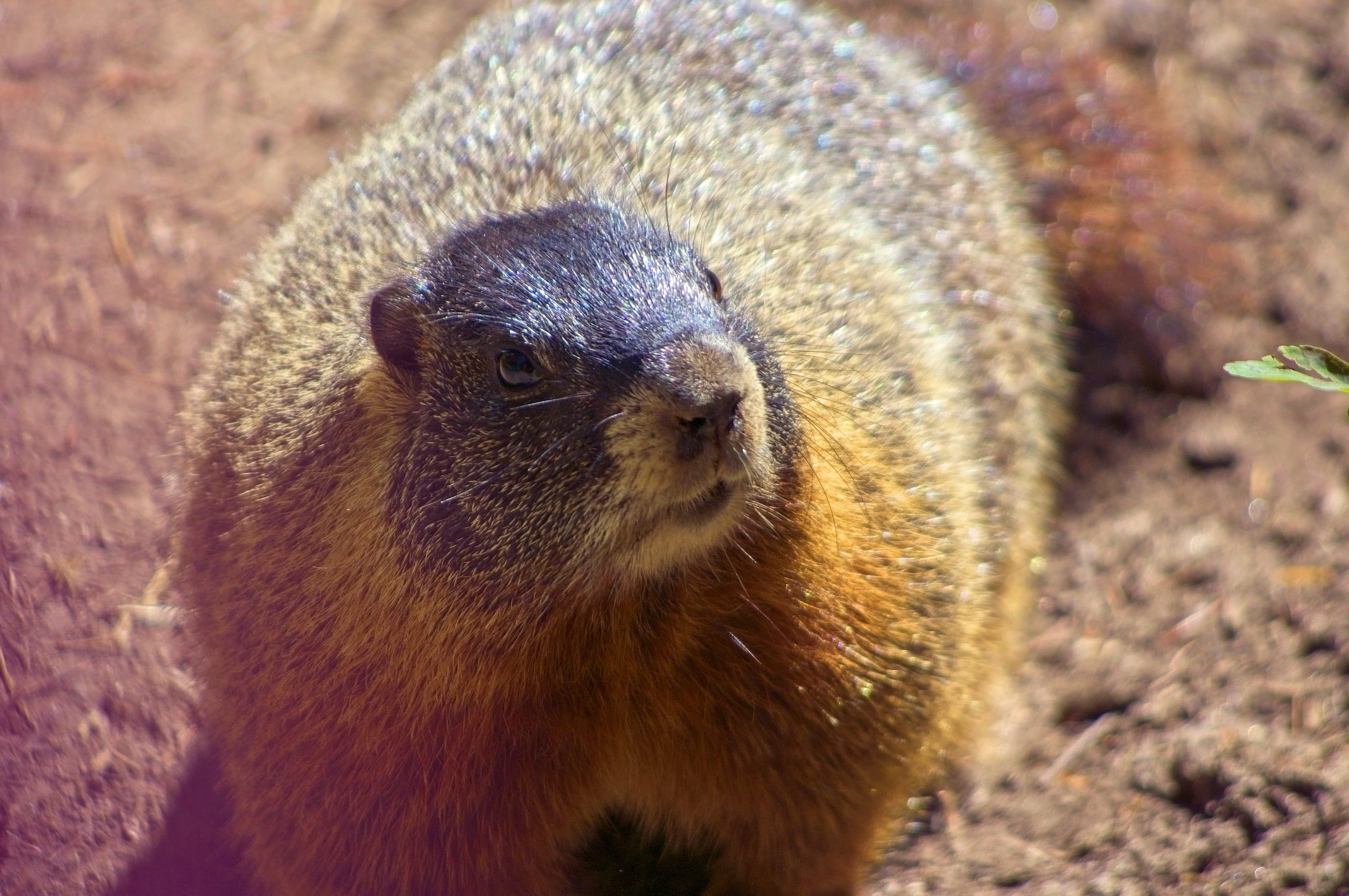animal, fur, one animal, brown, high angle view, mammal, furry, cute, animal themes, alpine, wildlife, 2K, day, string lake trail, wyoming, looking, nature, HD Wallpaper