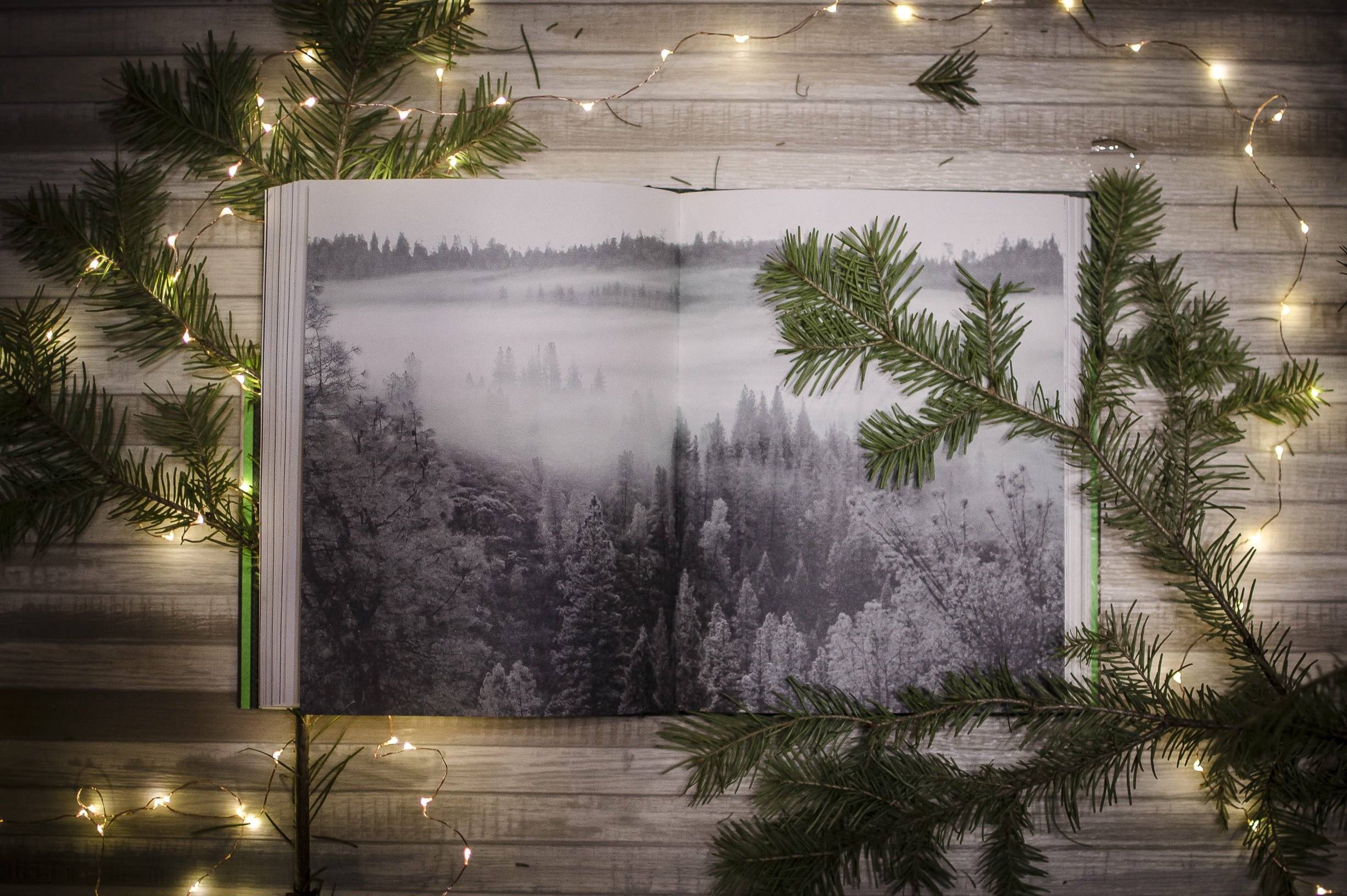 lake, surface, string, near, lights, lighting equipment, tall, outdoors, tranquility, green, tree, brown, illuminated, nature, trees, photography, beside, HD Wallpaper