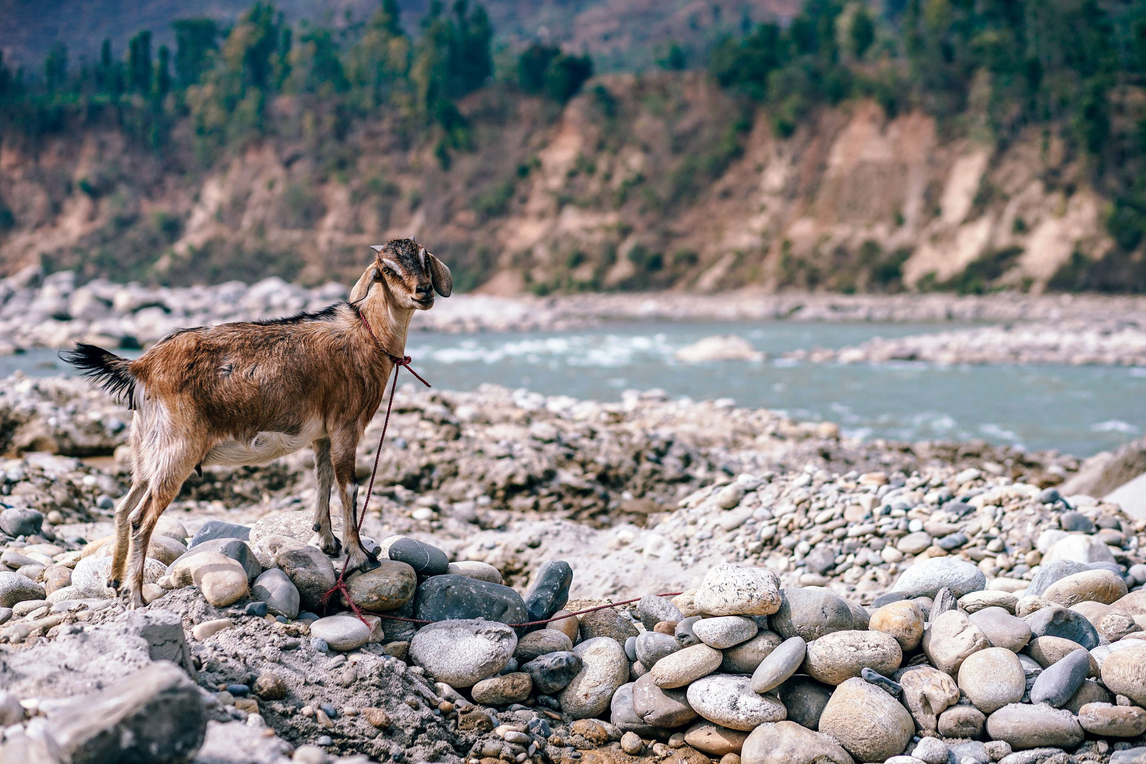 stone, stone - object, pasture, livestock, animal themes, domestic, 4K, landscape, mammal, look, sea, outdoors, river, land, rock - object, goods, summer, HD Wallpaper