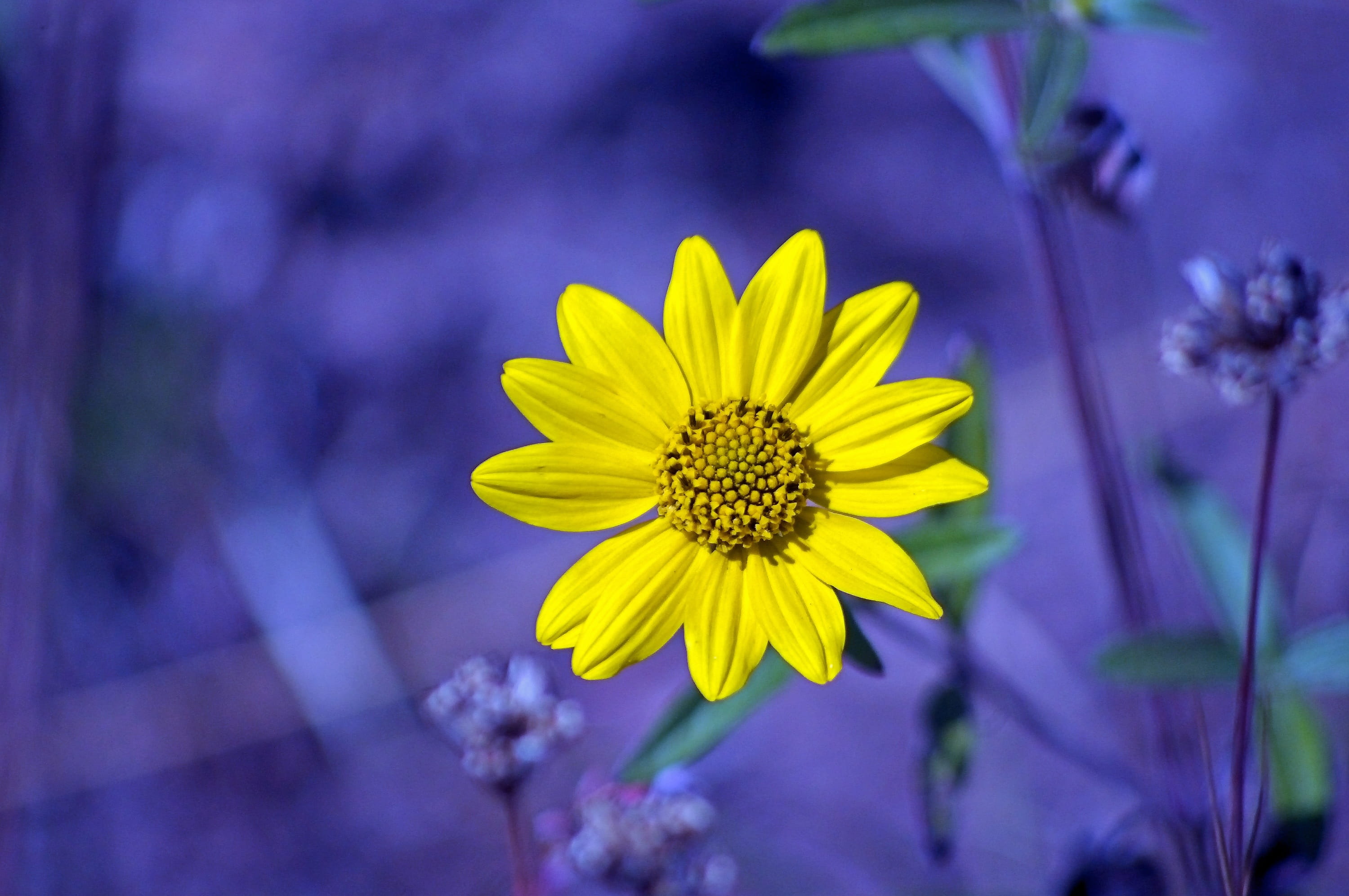 petal, flora, color, vulnerability, spring, yellow, 2K, freshness, pollen, growth, springtime, outdoors, plant, flowering plant, fragility, sunflower, HD Wallpaper