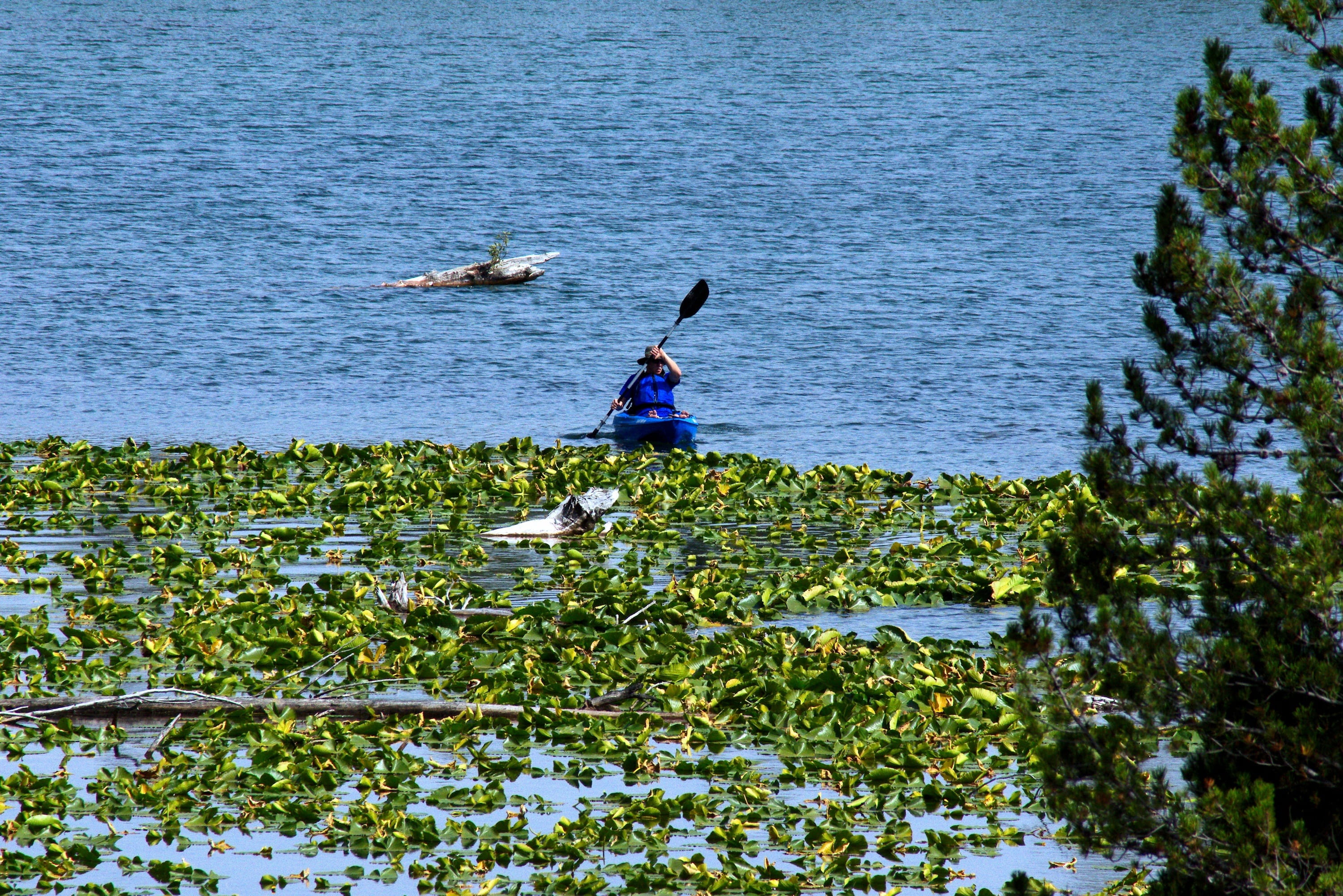 vertebrate, animal wildlife, blue, leisure activity, men, plant, bird, string lake, beauty in nature, calm, real people, lake, animals in the wild, kayak, HD Wallpaper