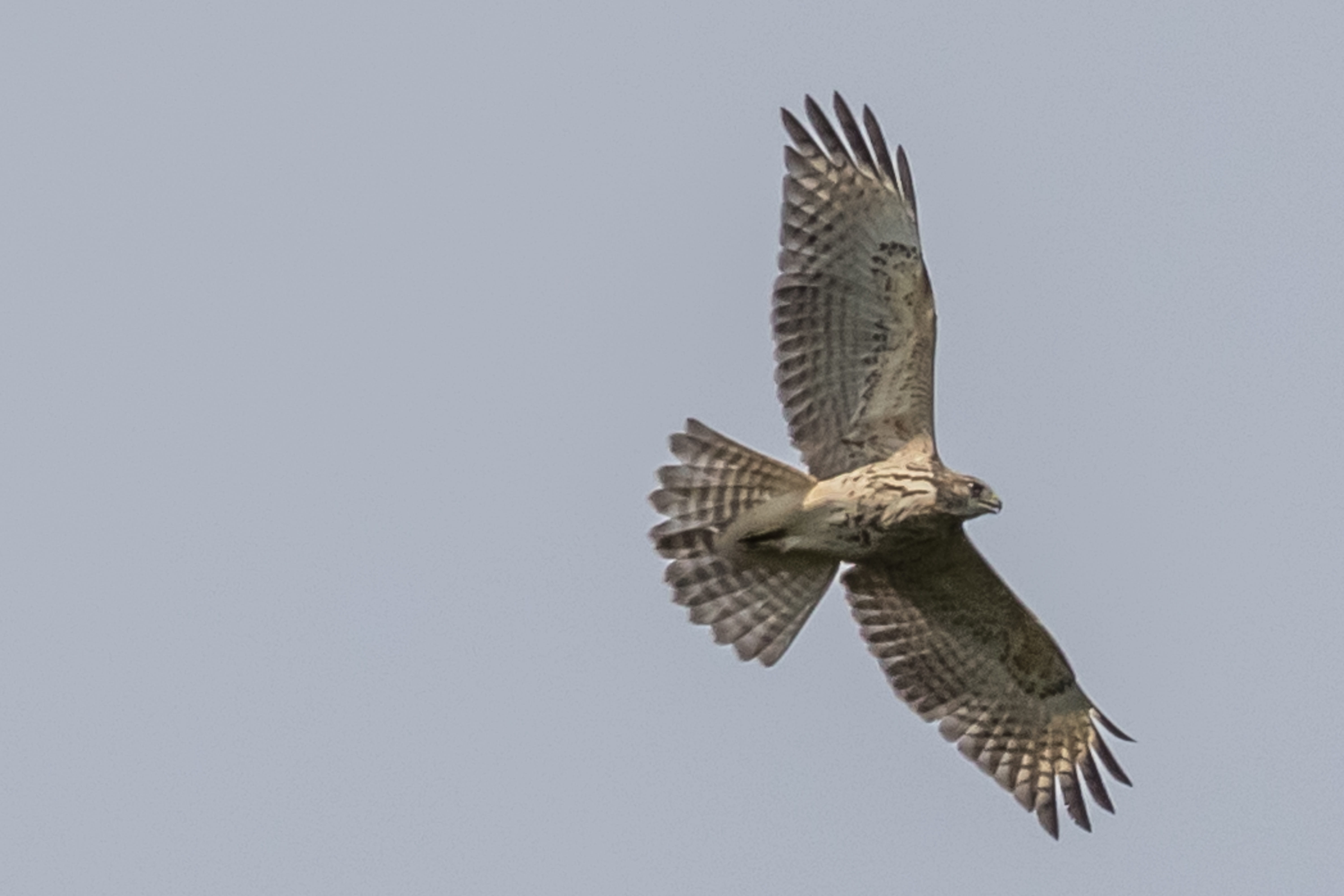 spread wings, day, copy space, bird of prey, 5K, no people, birding, animal, nature, motion, animal body part, nj, one animal, clear sky, flying, outdoors, HD Wallpaper