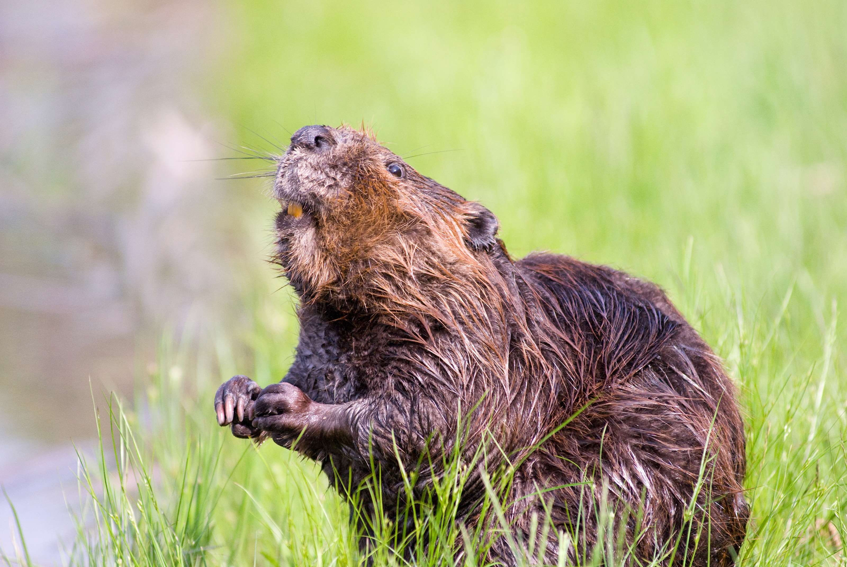 no people, aquatic, underwater, plant, survival, outdoors, young animal, animals in the wild, fur, vertebrate, profile view, animal wildlife, 2K, nature, HD Wallpaper